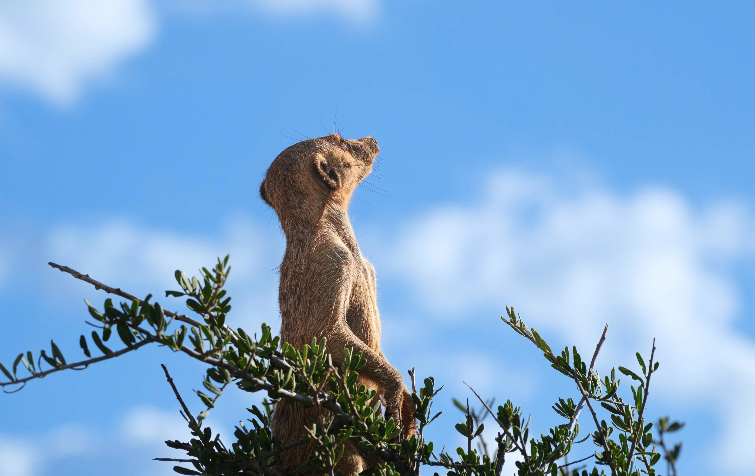  A behaviour we’d never seen before. A meerkat at the top of a 6 foot acacia tree, scouting for birds of prey. 
