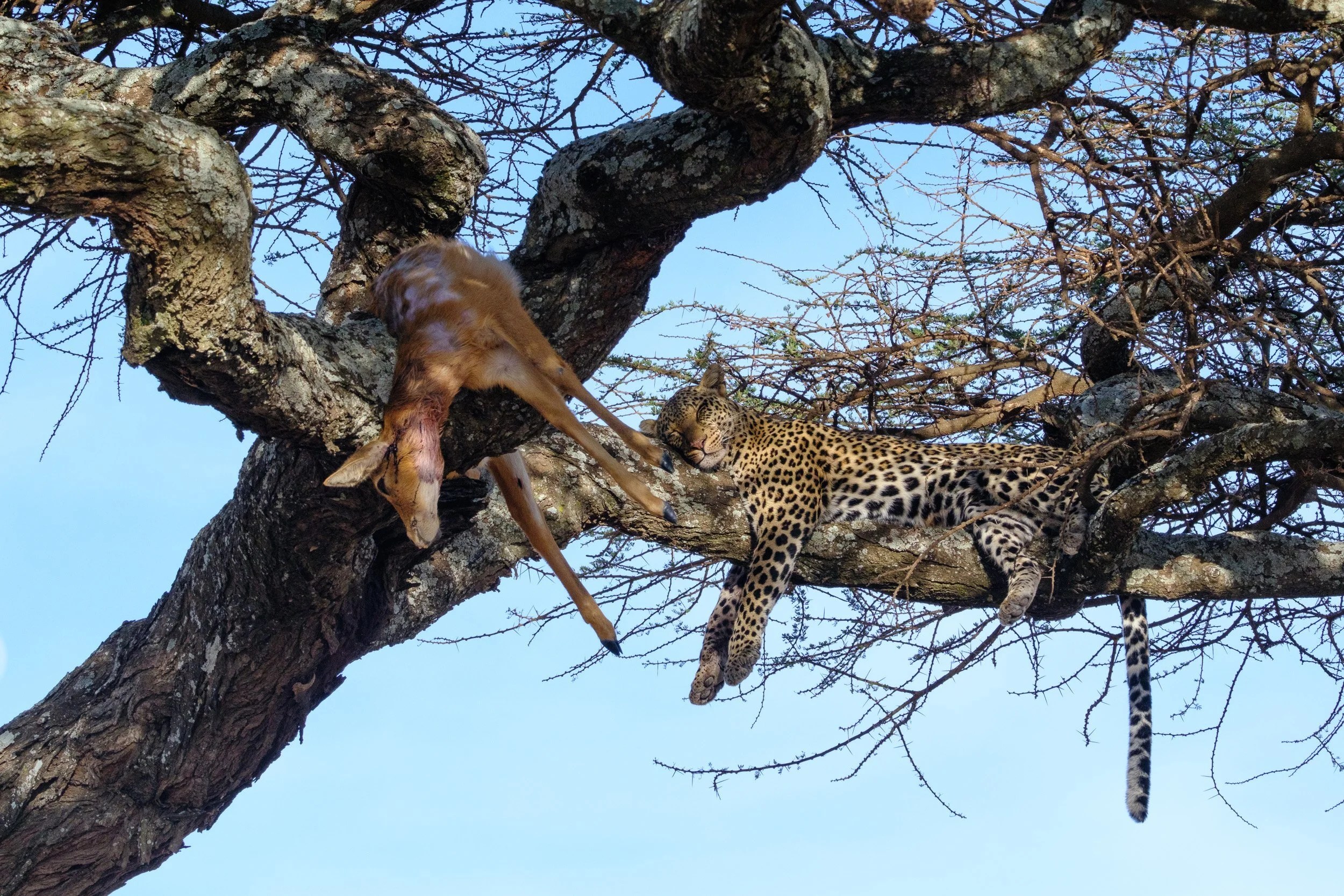  Sad I know, but leopards have to eat 