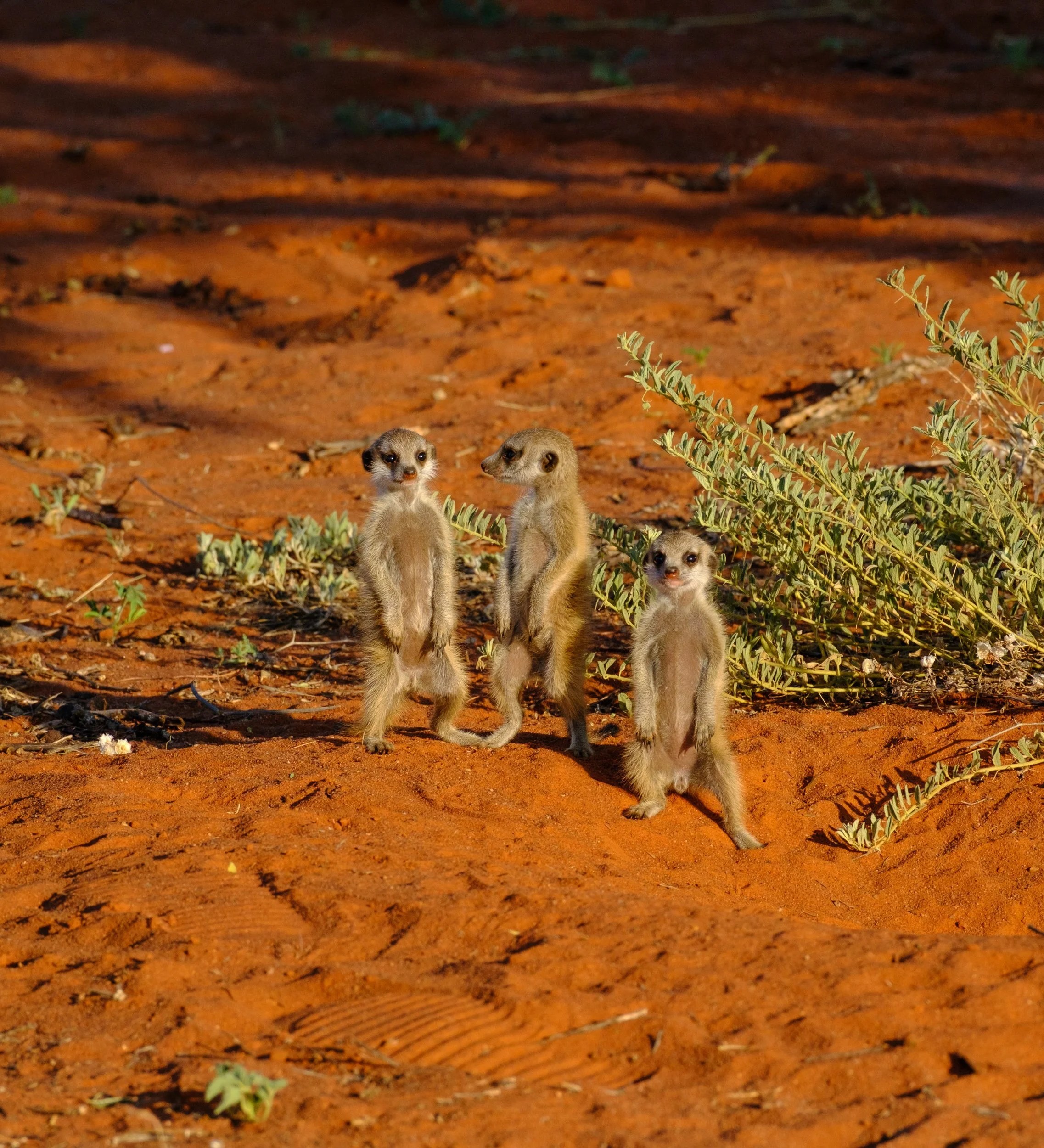  Three tiny meerkat kits, copying their parents’ “on guard “stance, Tswalu 