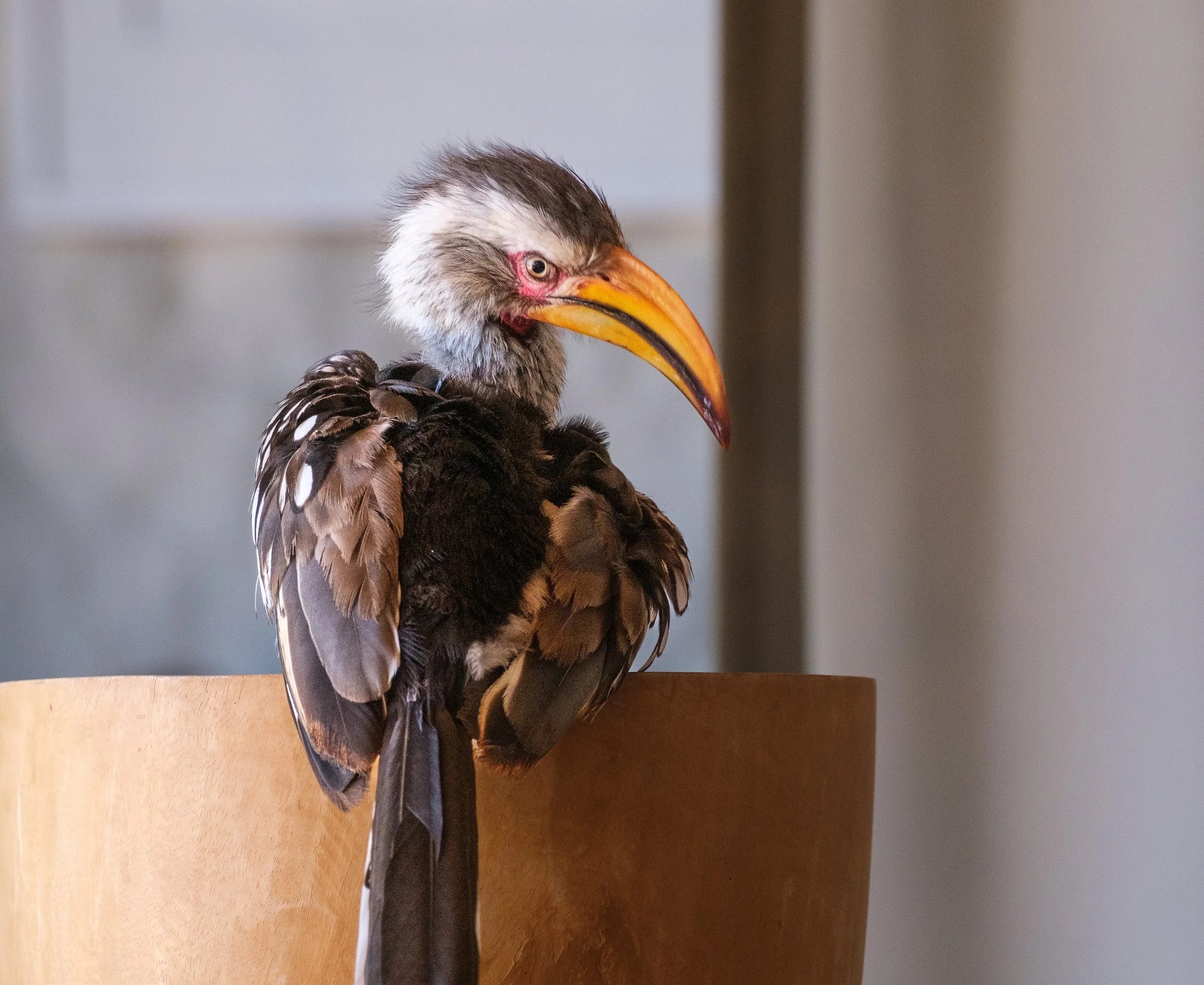  Yellow hornbill, a visitor to the outdoor veranda of our Tswalu house 