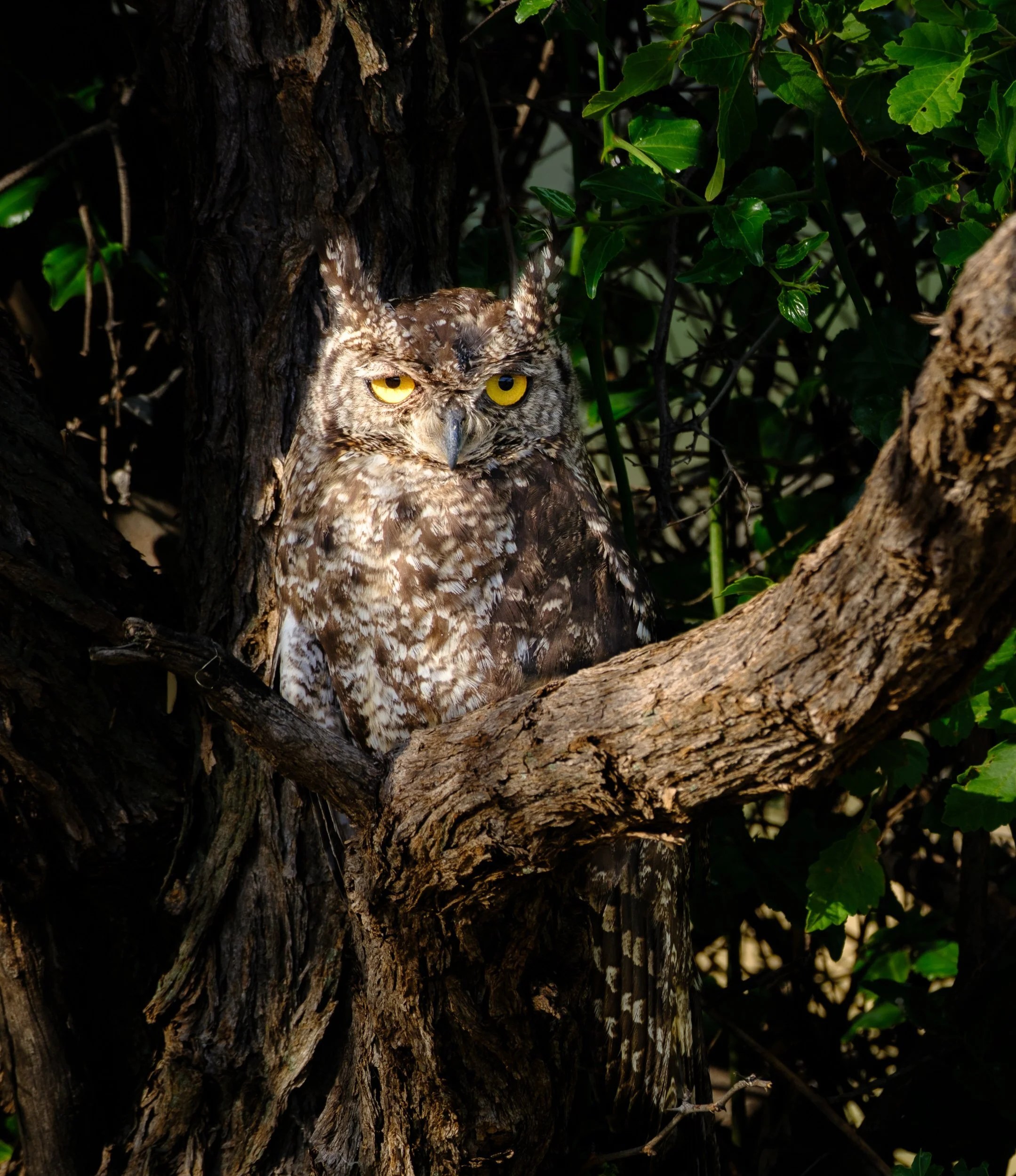  Spotted eagle owl 