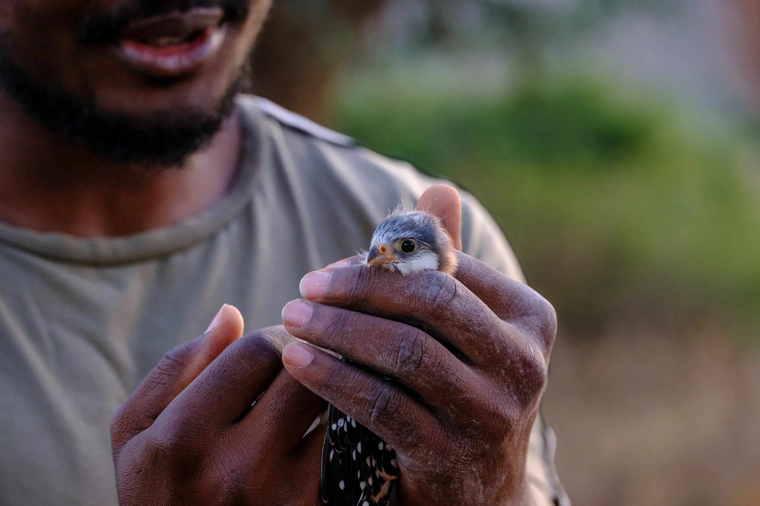  Pygmy falcon being banded by a researcher, Tswalu 