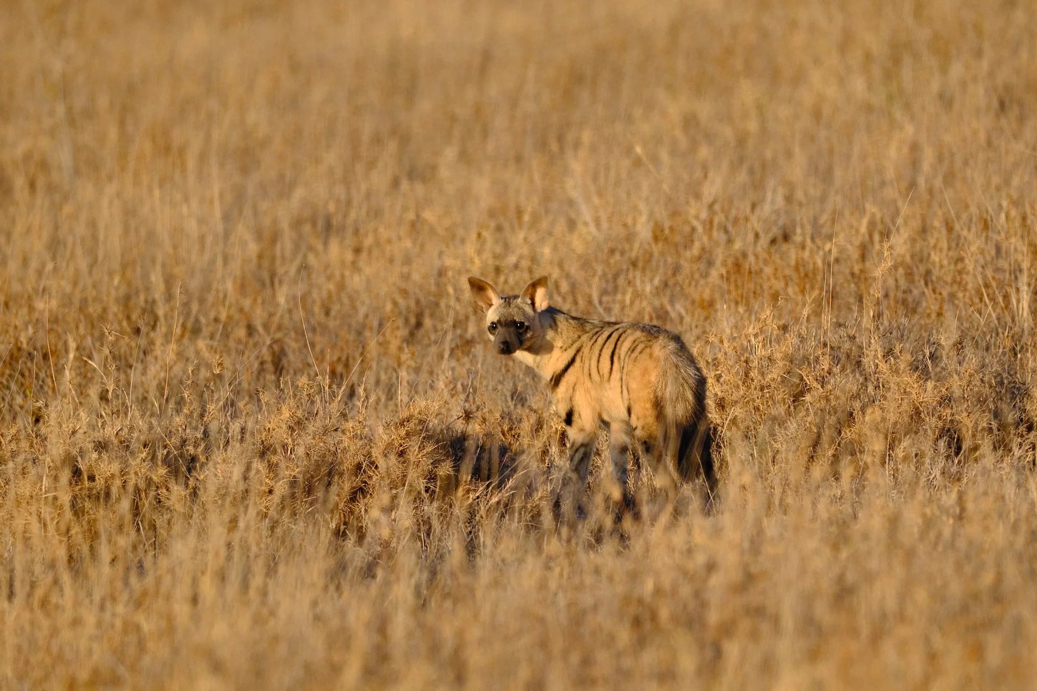  An ardwolf, hyena relative who lives entirely on two species of termite. A very rare sighting. 
