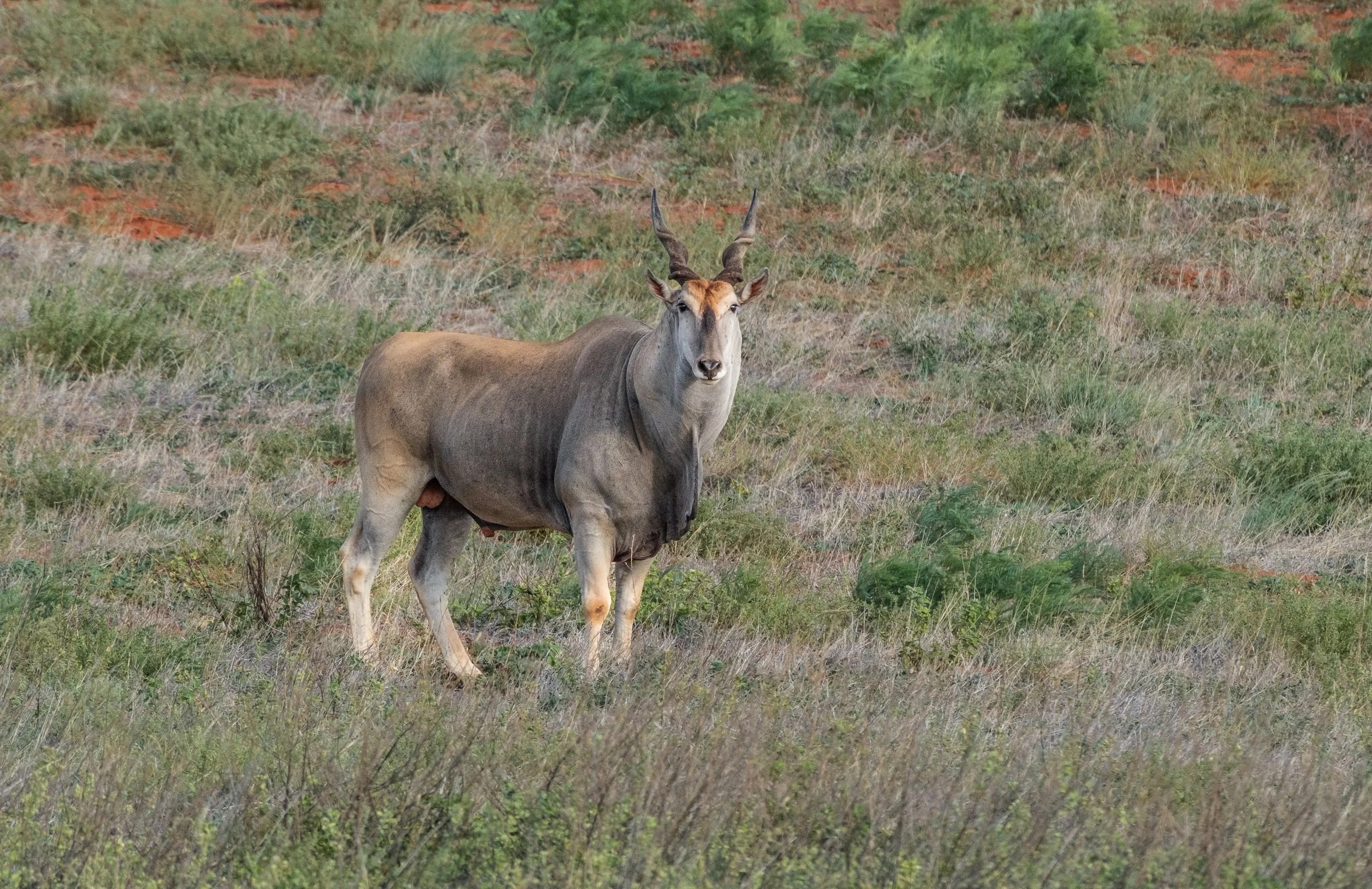  Male Eland 