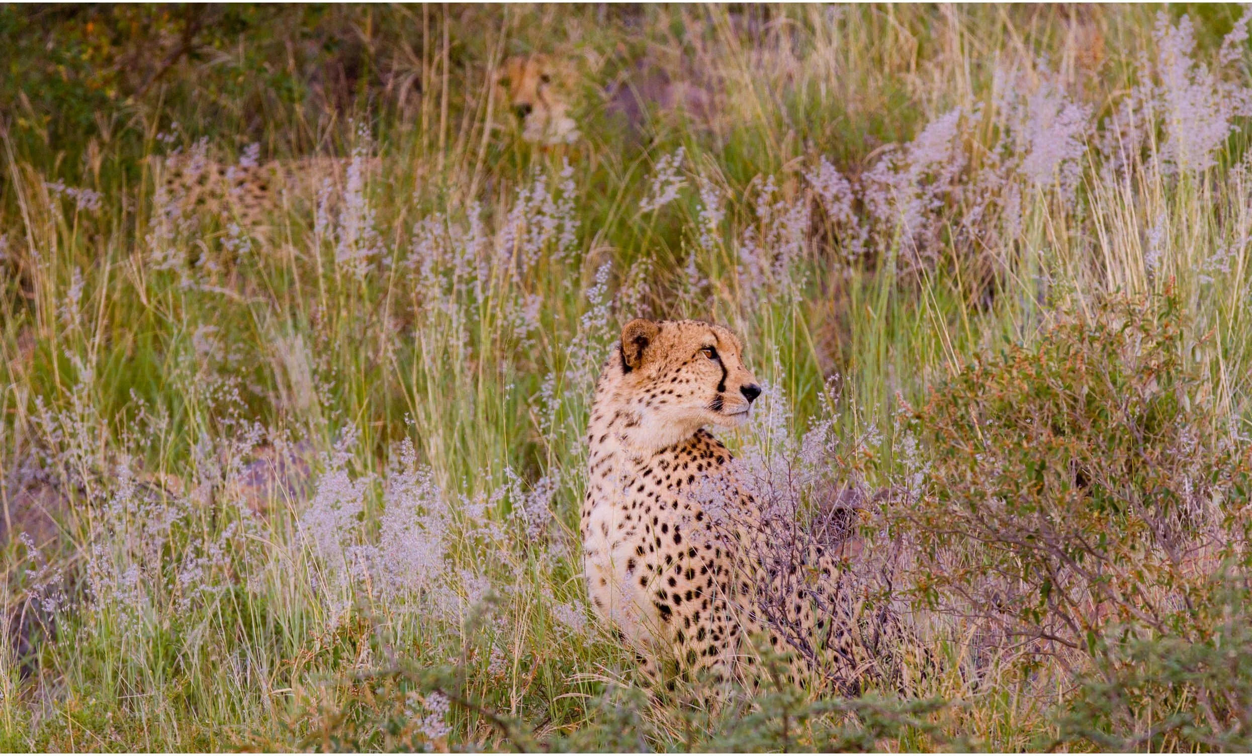  Cheetah boys 10 years ago. 