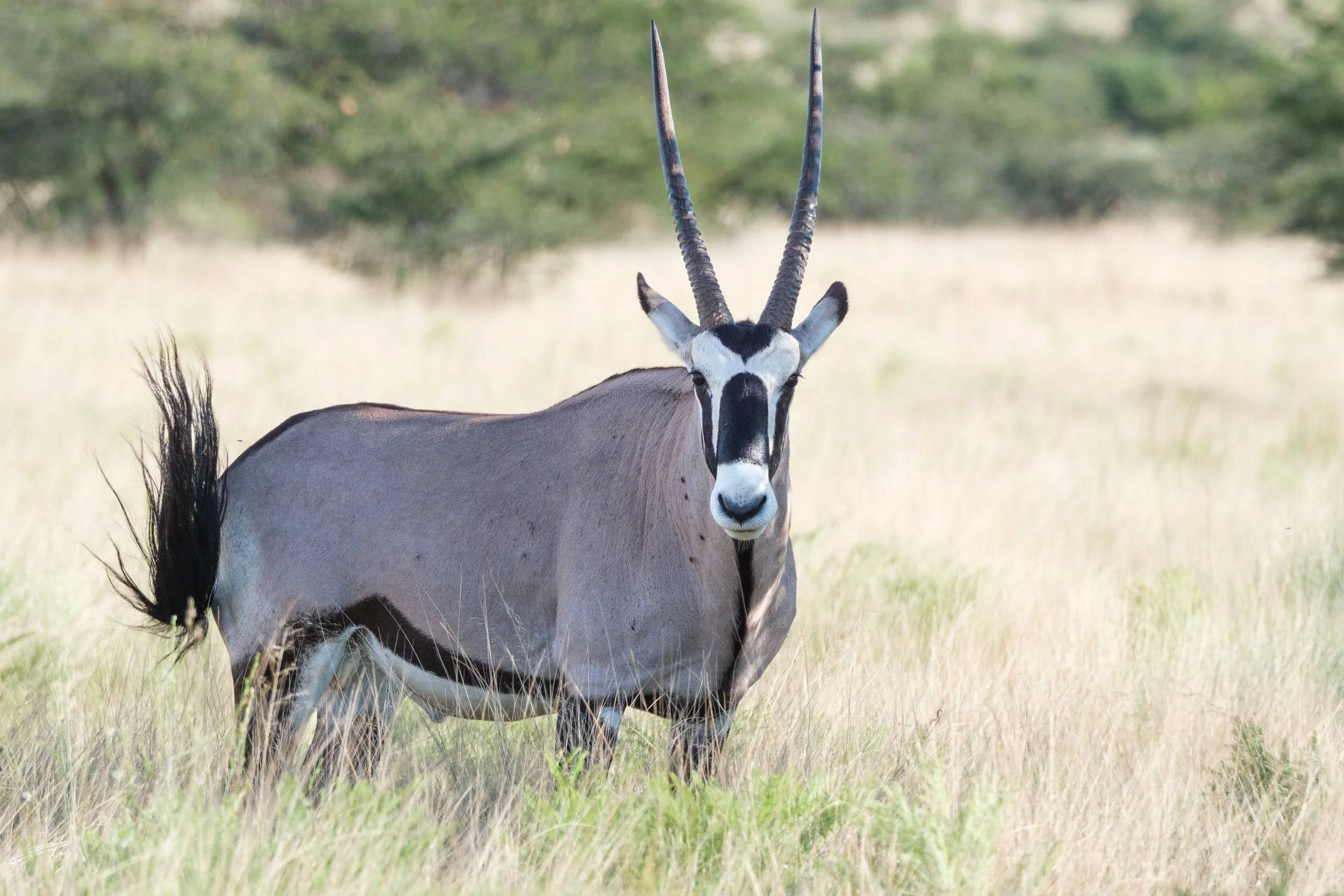  Stunning male Oryx 
