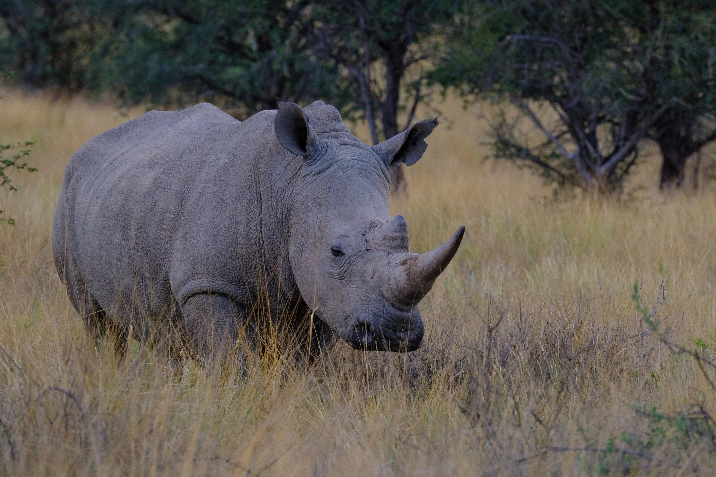 White rhino, Tswalu 