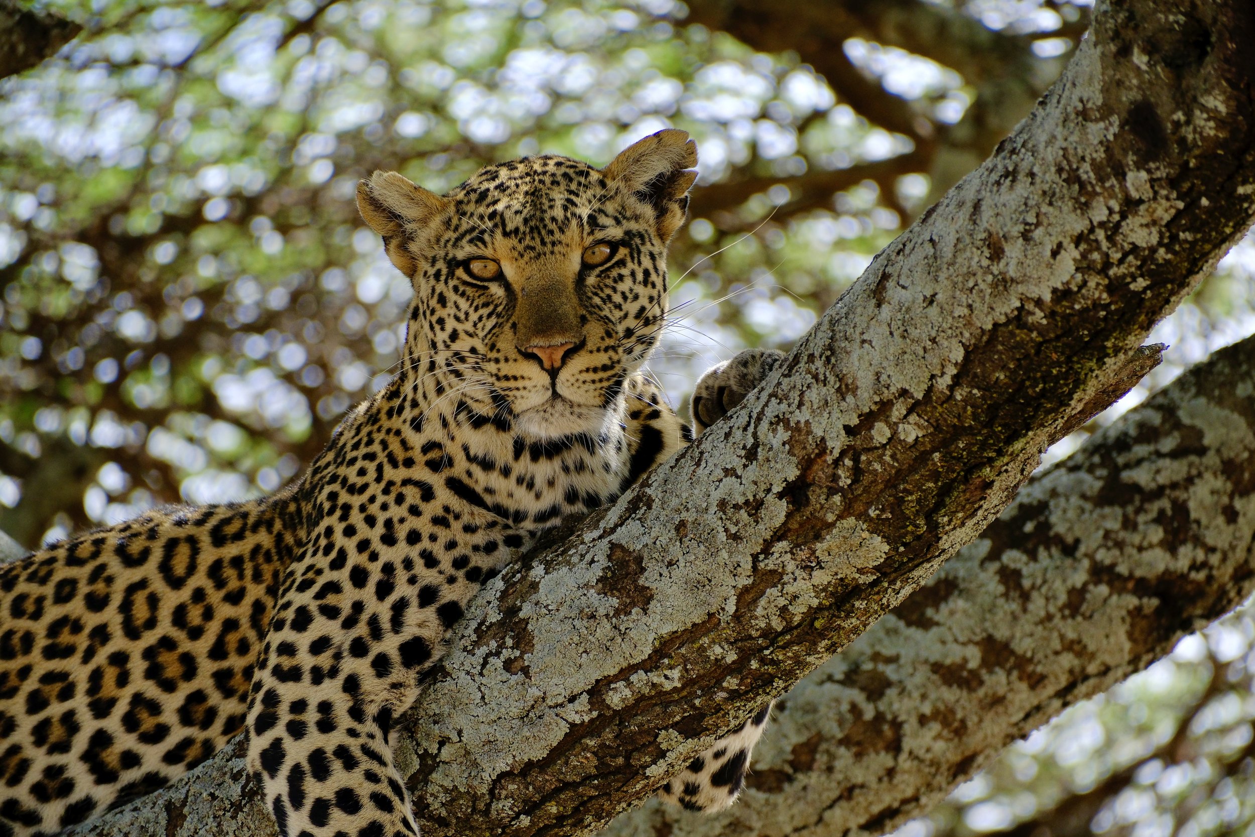 Leopard, Namiri Plains, Dec 2022 