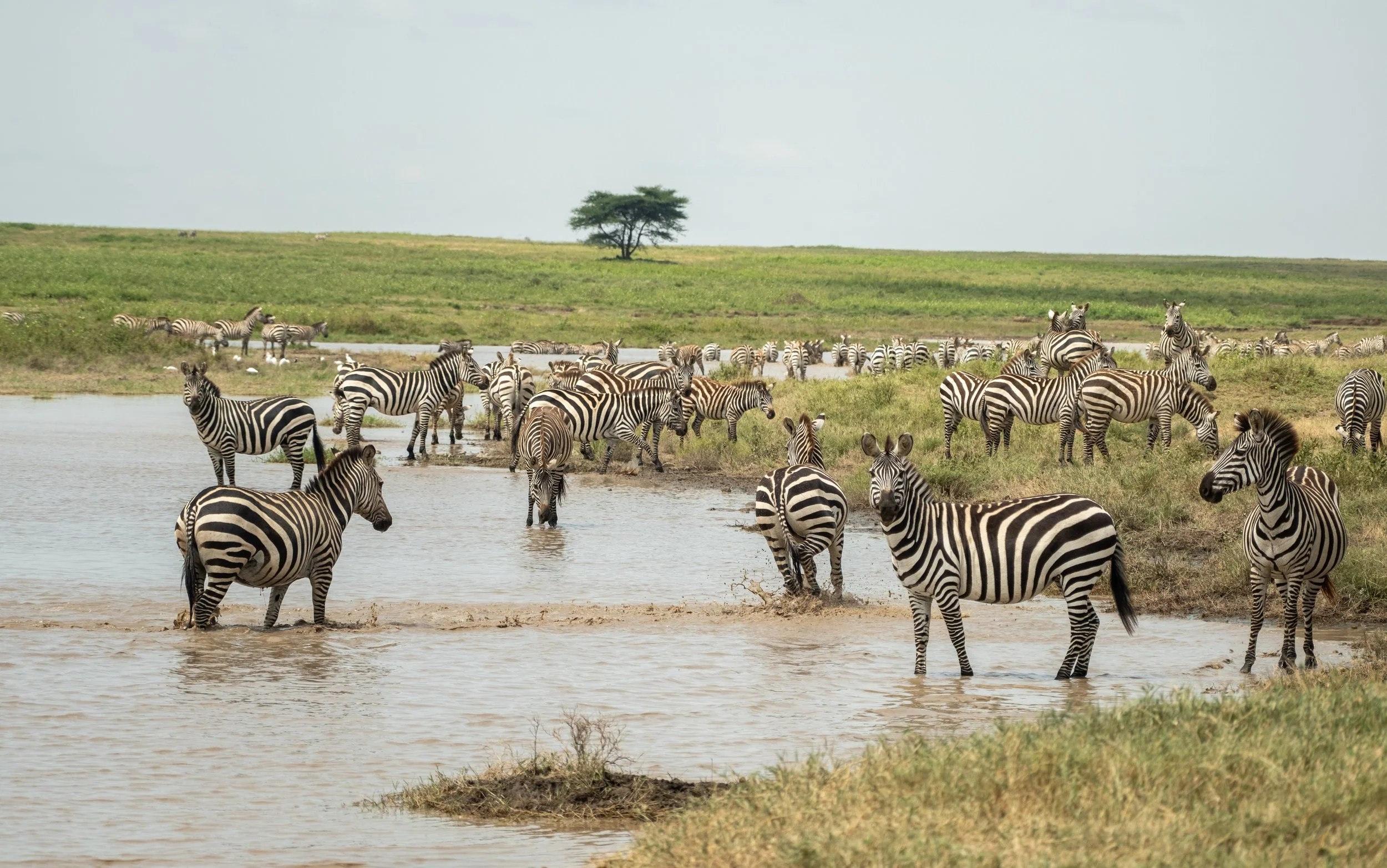   Zebra beginning to collect for the Migration ahead of the wildebeest    