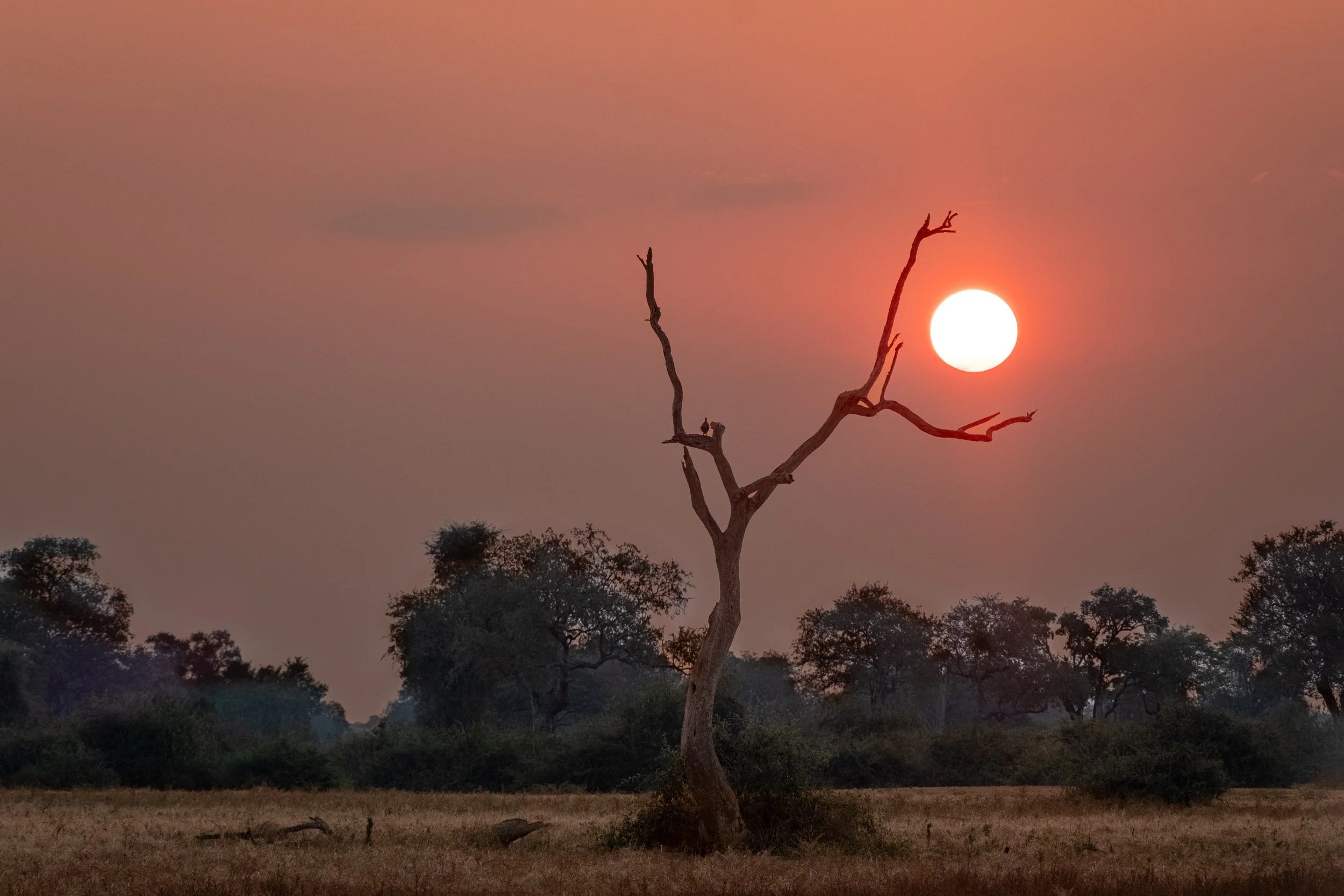    Predatory tree devouring the sunset, Zambia   