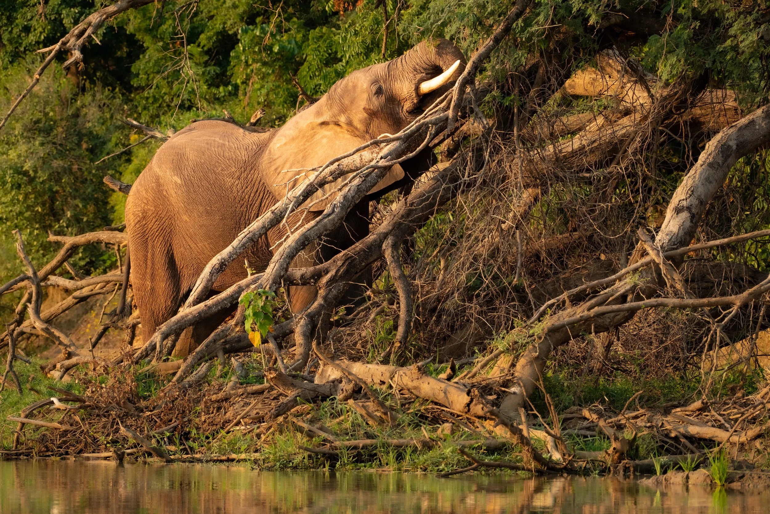    Elephant on the Zambezi River   