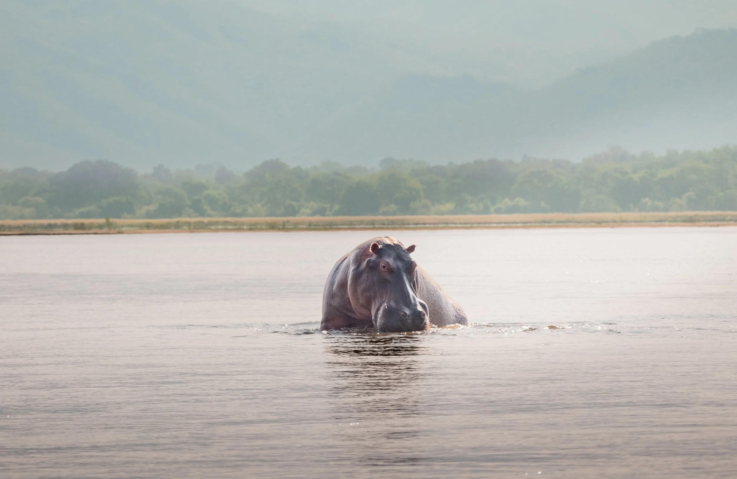    Hippo giving us a beady look…   