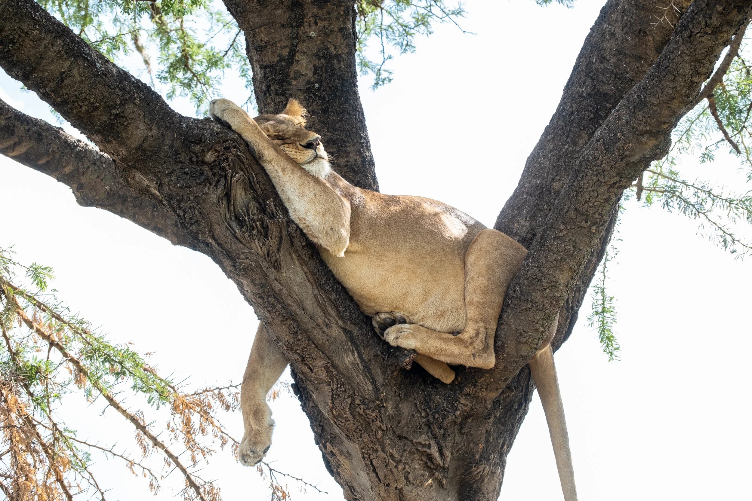    I hope this settles the argument once and for all, lions can and do climb trees, although rarely. Pregnant lioness about 4 metres up in the crook of an acacia.   