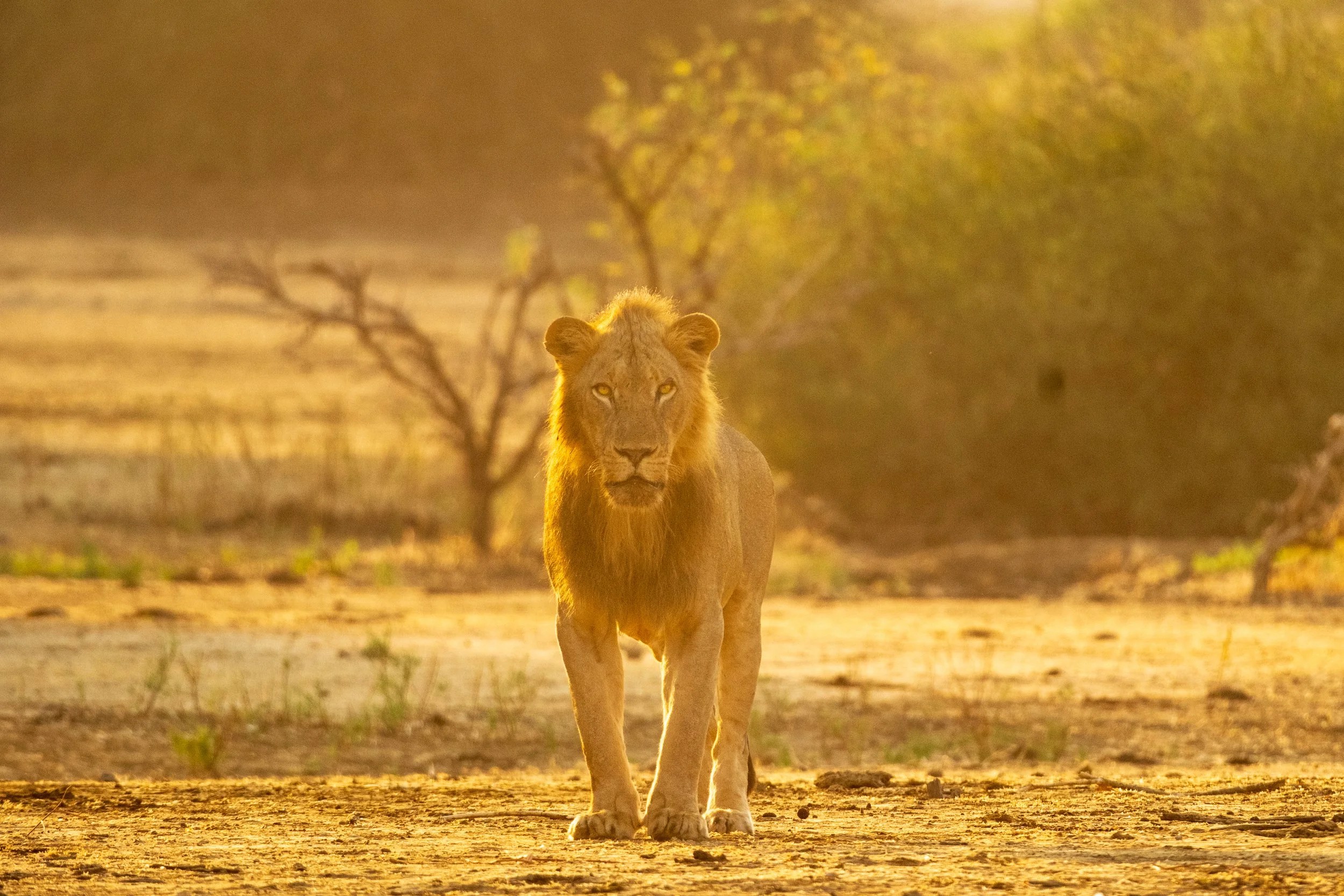    Sunrise Lion, Zambia   