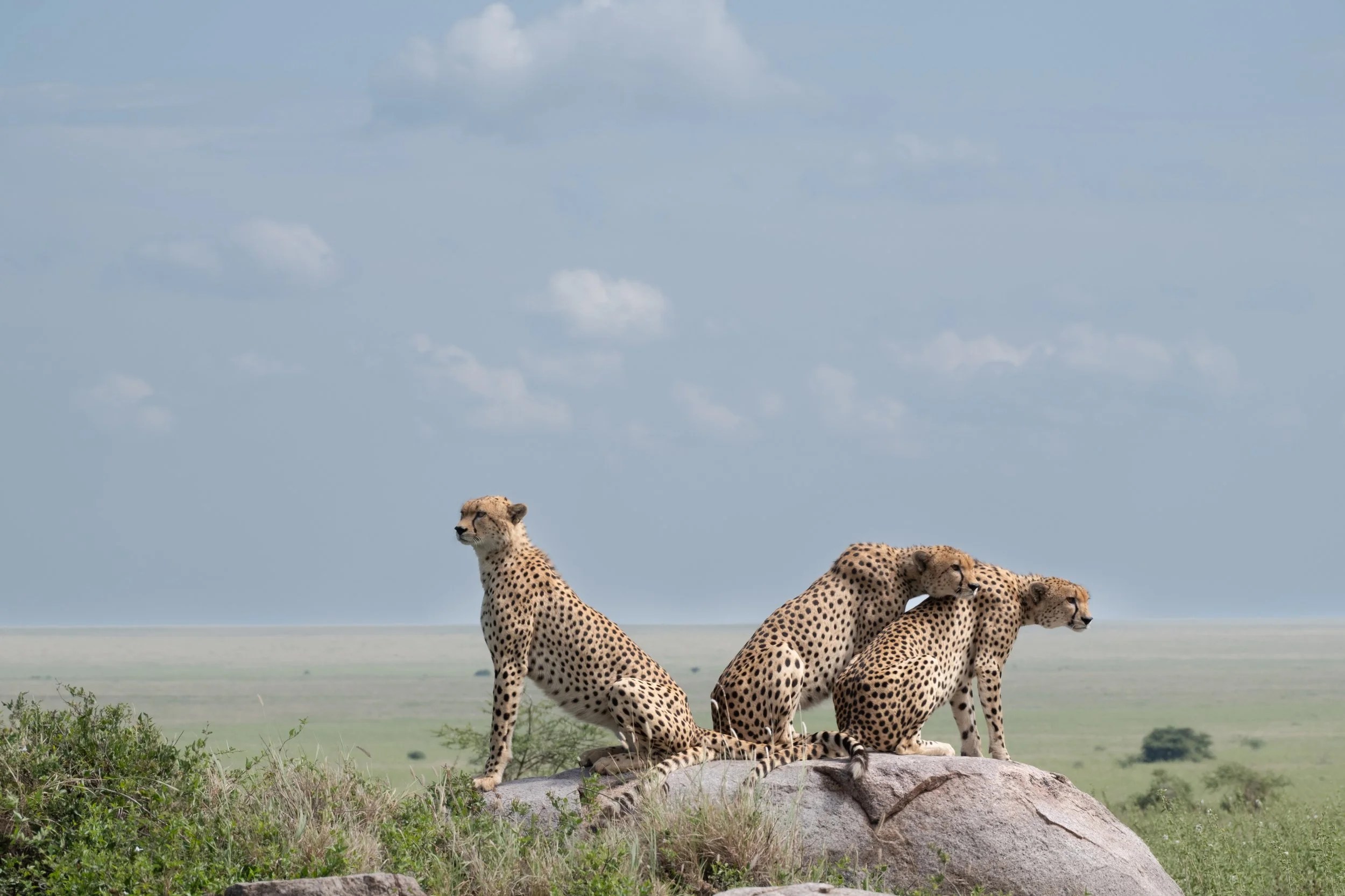    A coalition of 3 cheetah brothers, surveying the landscape, Namiri Plains, Serengeti   
