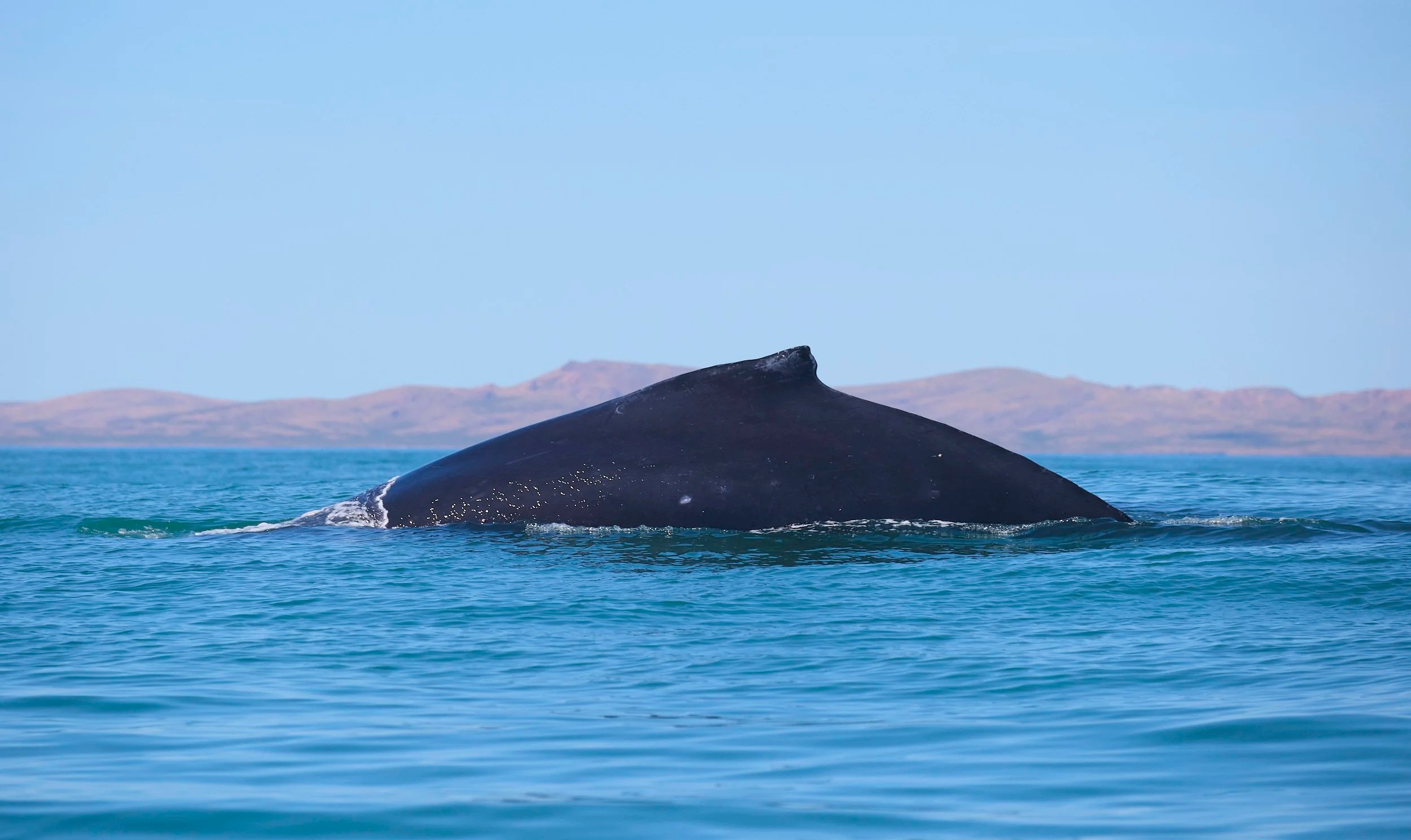  Humpback Whale 