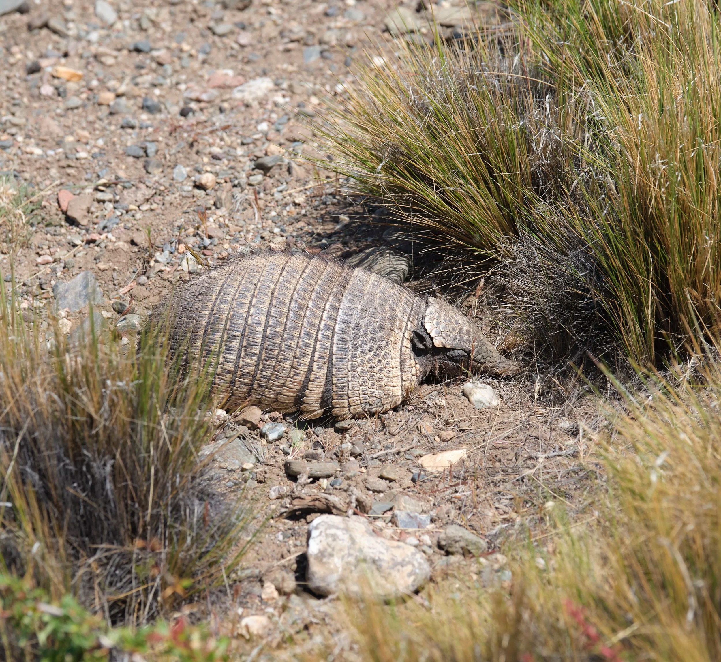  Armadillo 