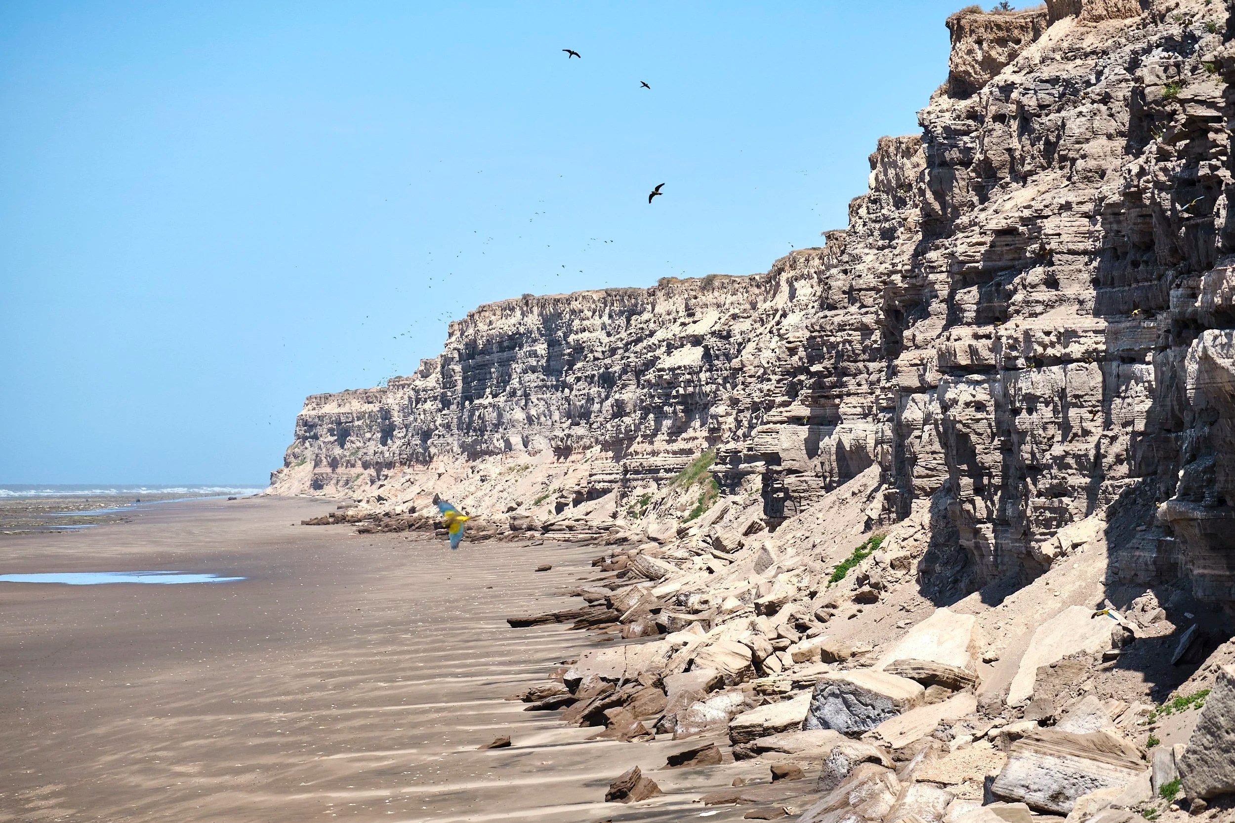  Parrot Beach Coastline 
