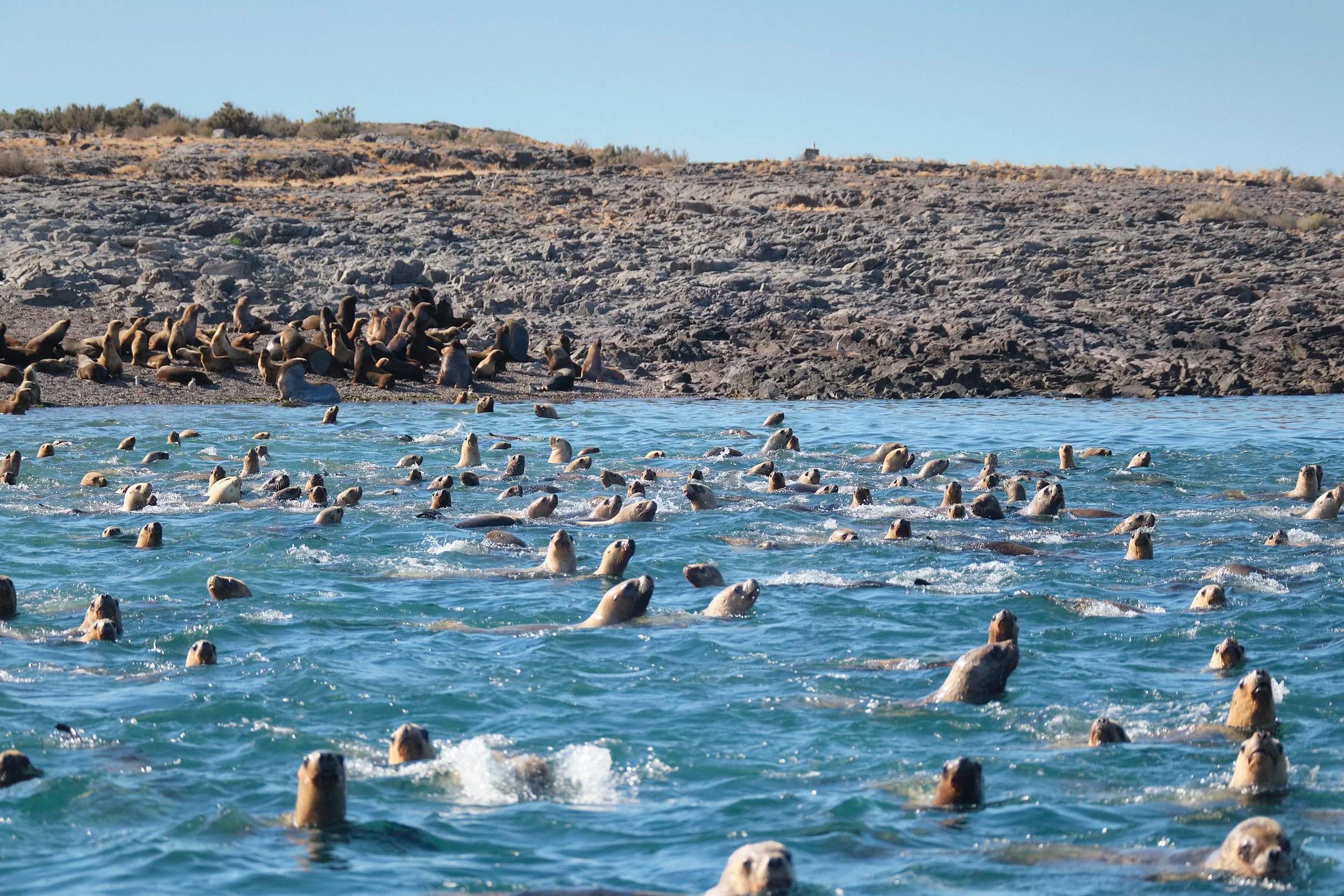  Back by popular demand, yet more curious seals 