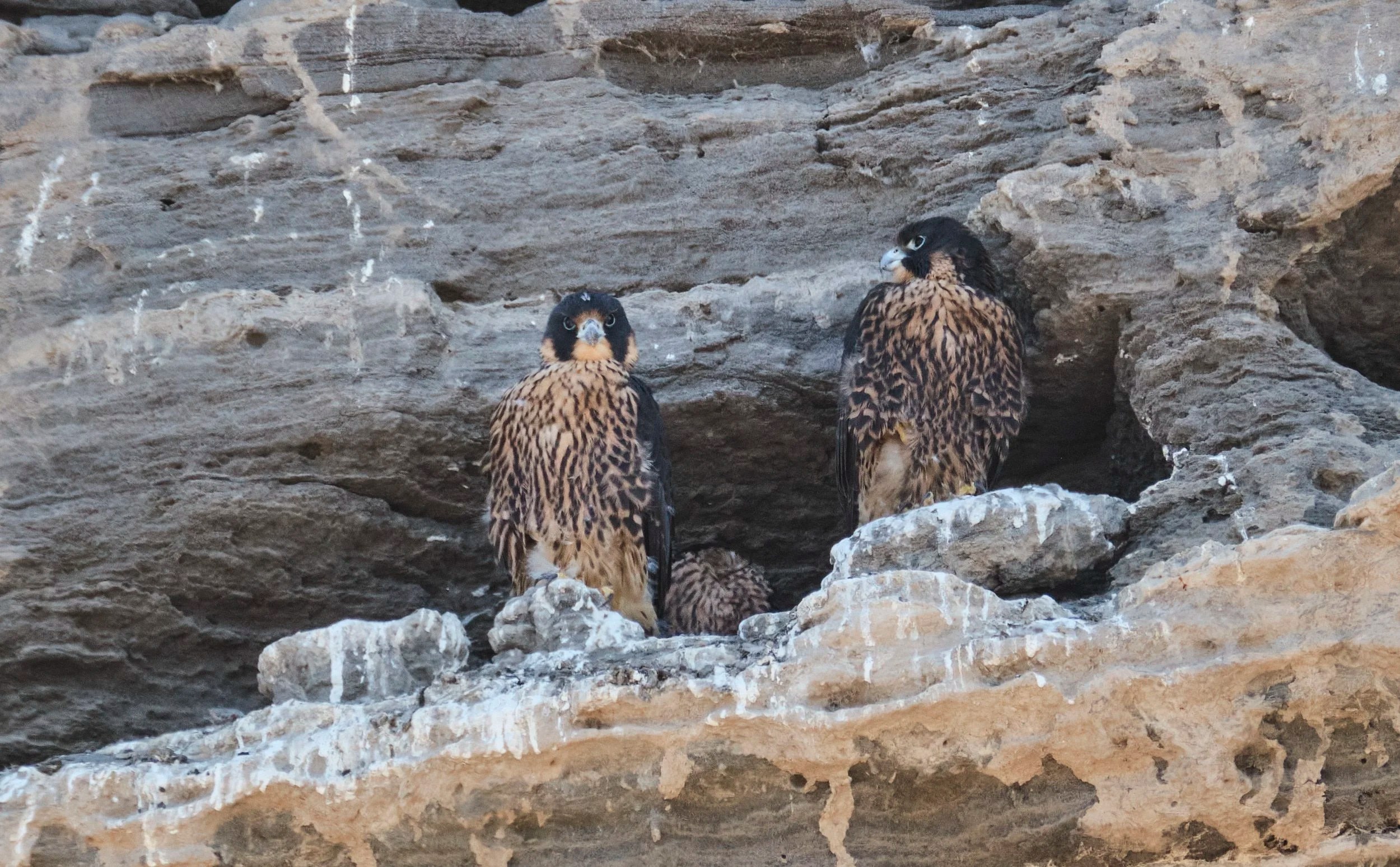  Peregrine Falcon chicks ready to fledge 