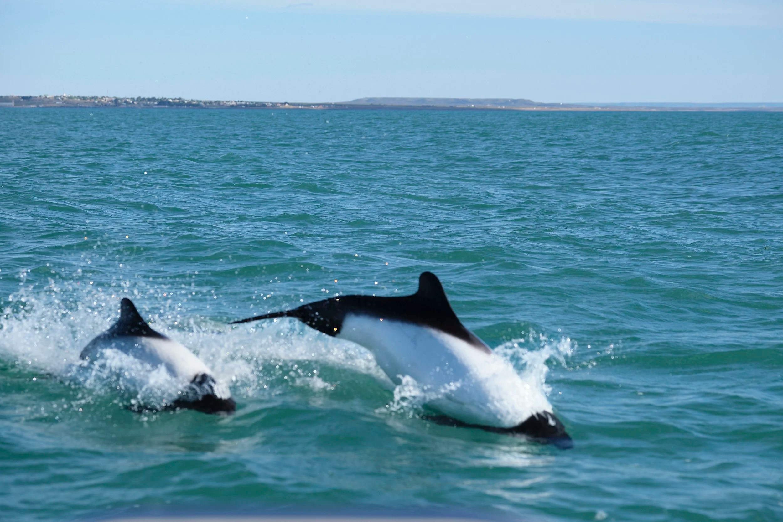  Commerson’s Dolphins 