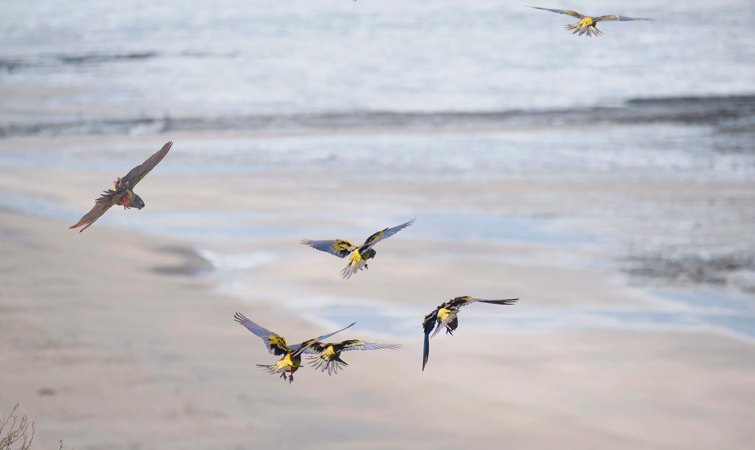  Burrowing Parrots in flight 