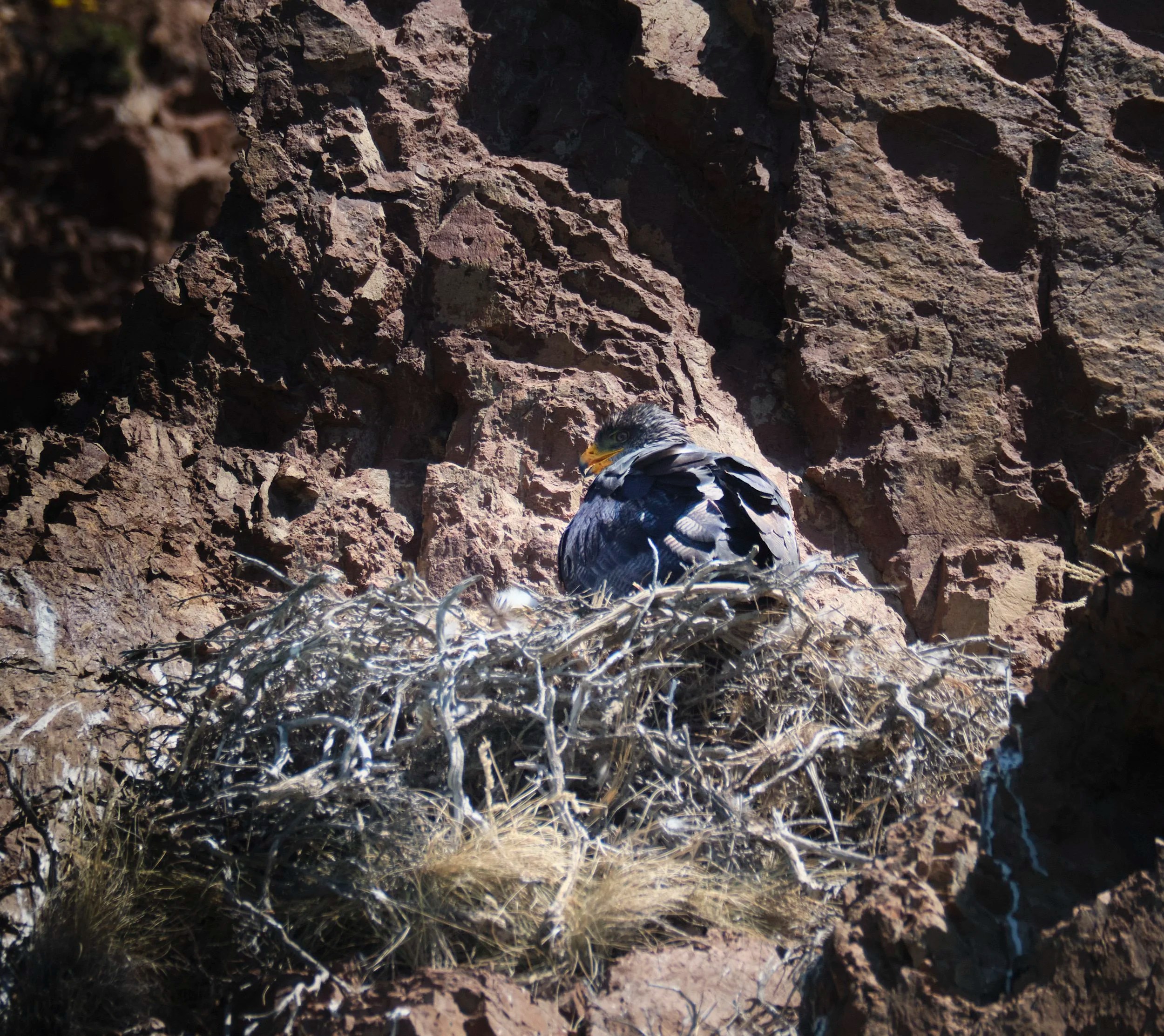  Black-chested buzzard eagle in its nest with a tiny chick 