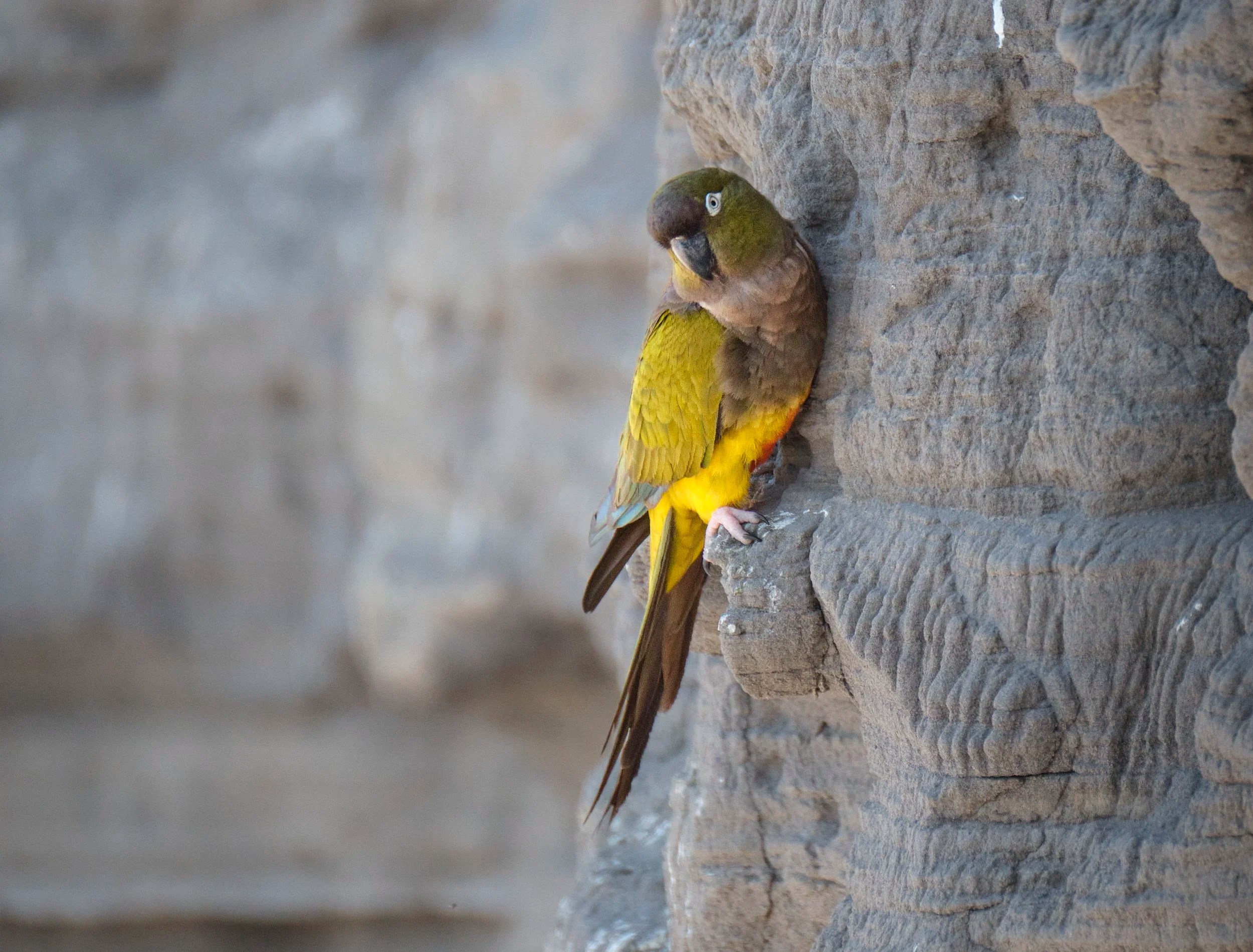  Burrowing Parrot, cliffside 