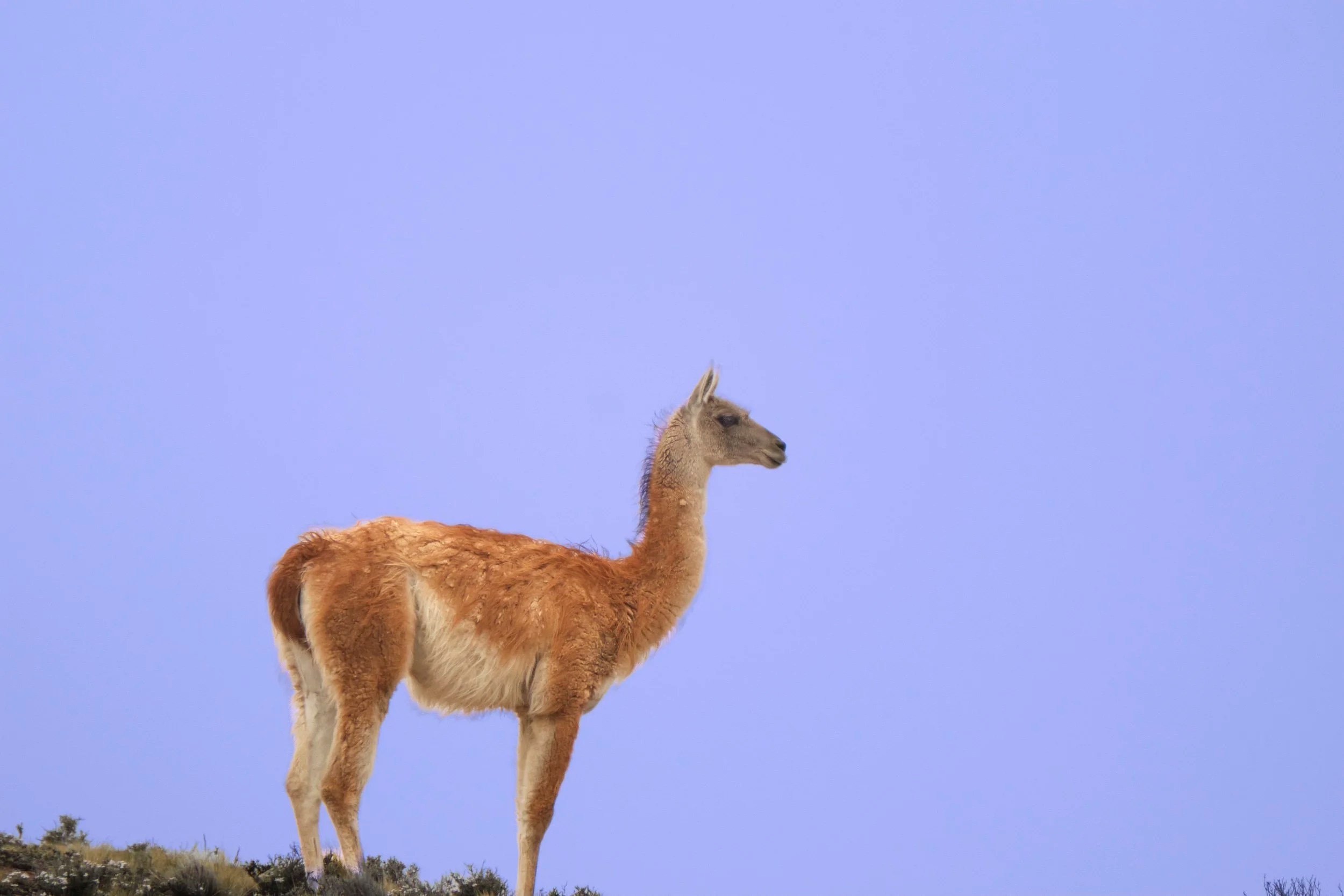  Guanaco 