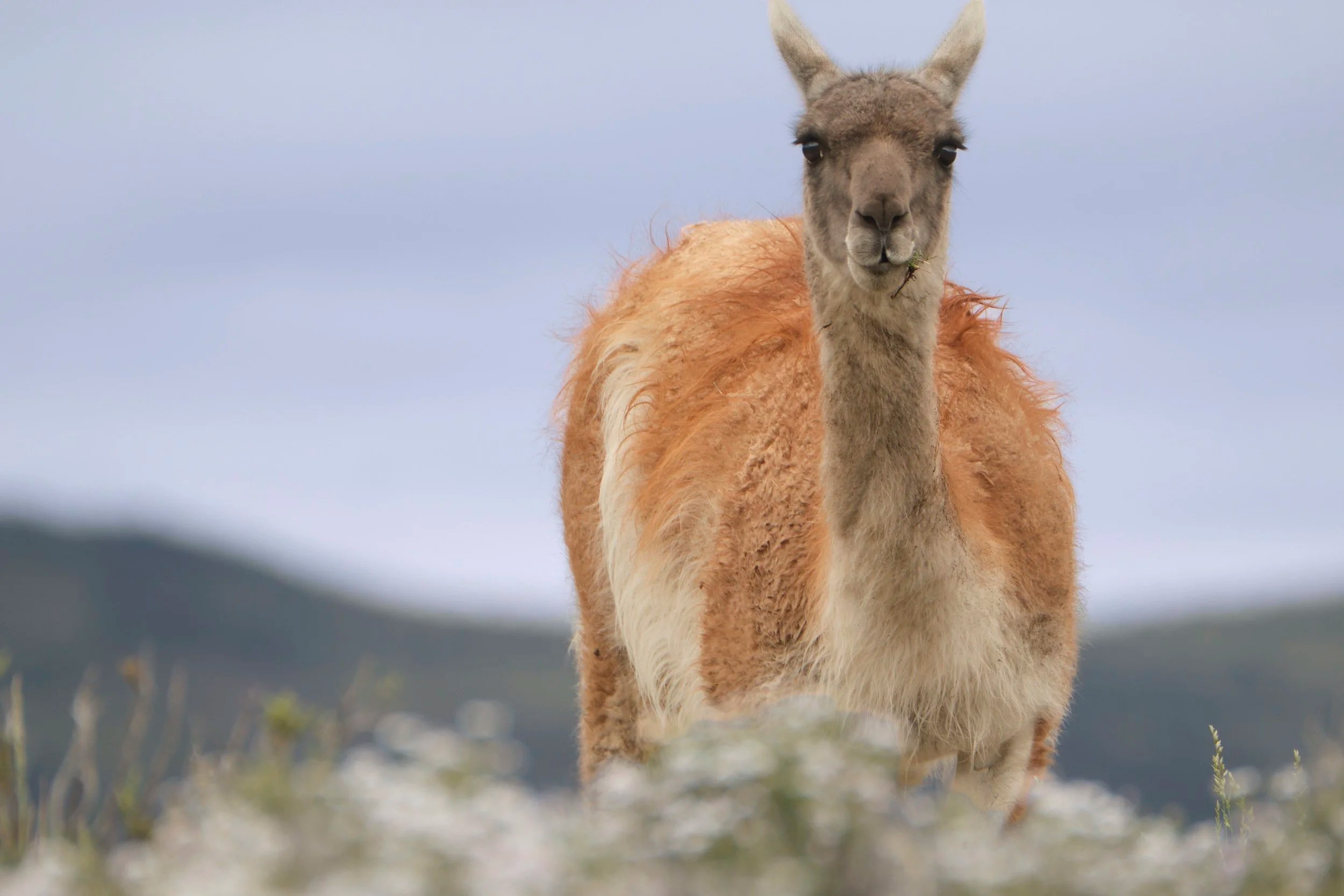  Guanaco close-up 