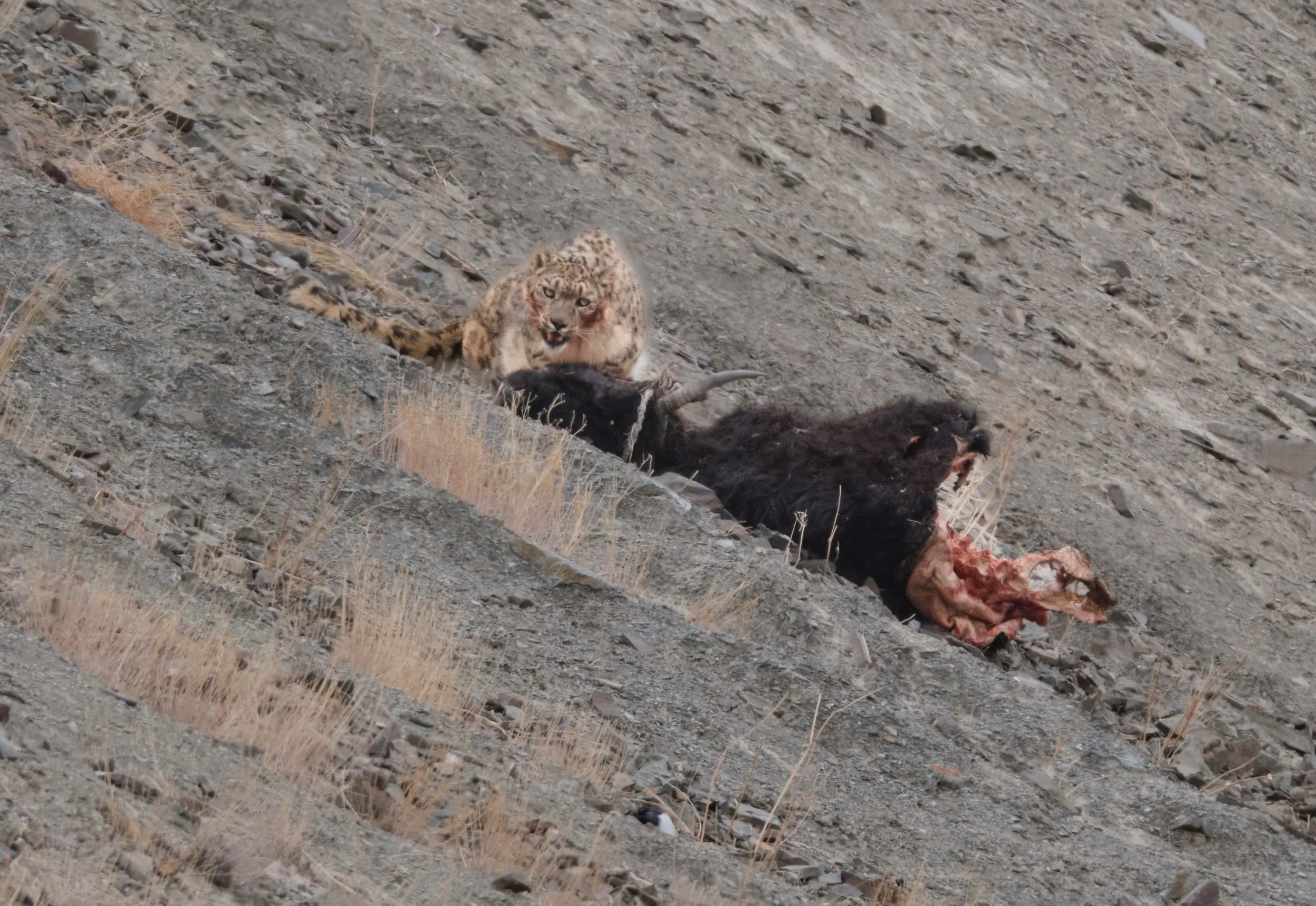  Snow Leopard with yak 