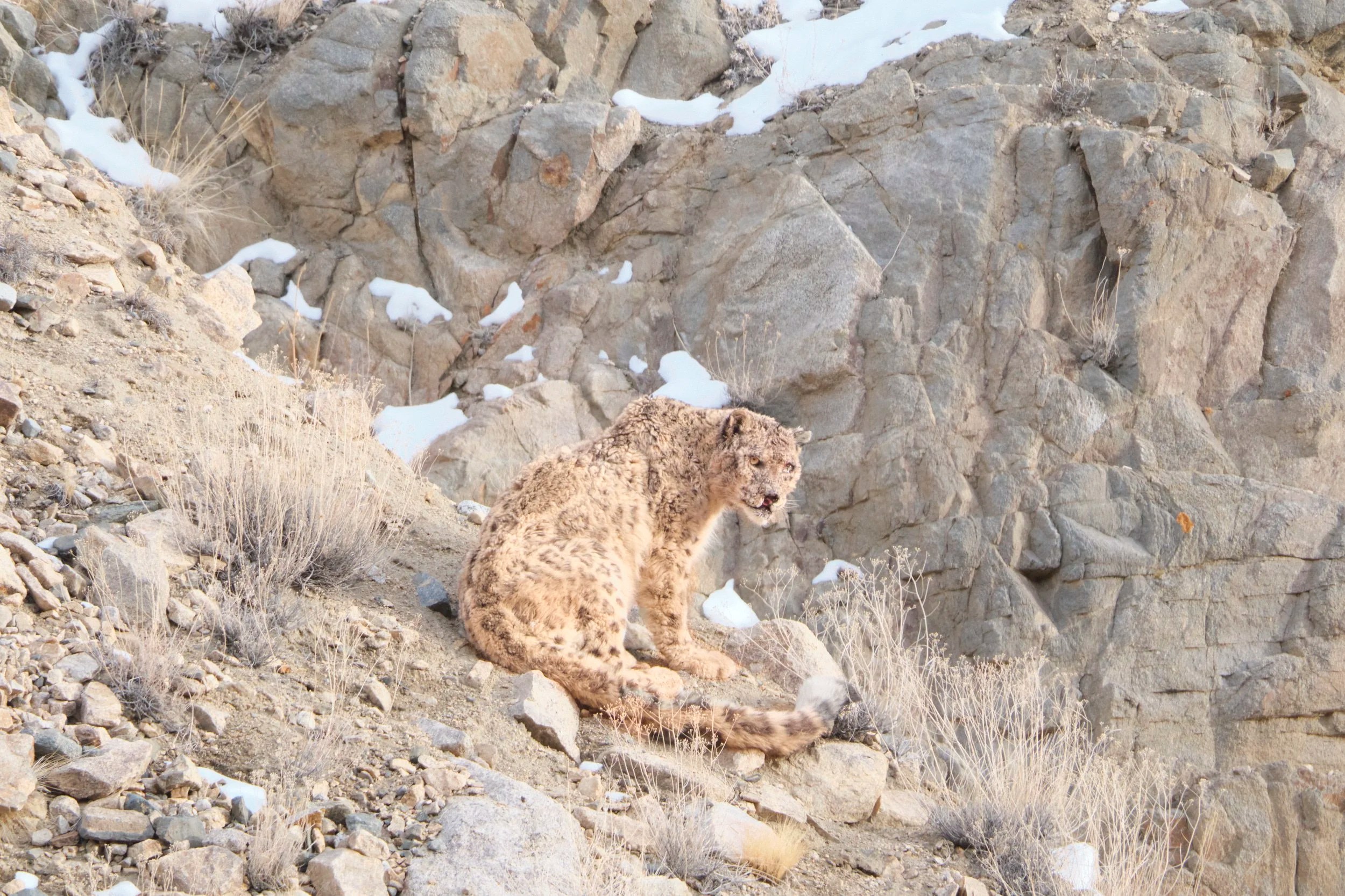  Snow Leopard are actually genetically more closely related to tigers rather than to leopards. Their faces and heads are much bigger and heavier than is the case for leopards. 