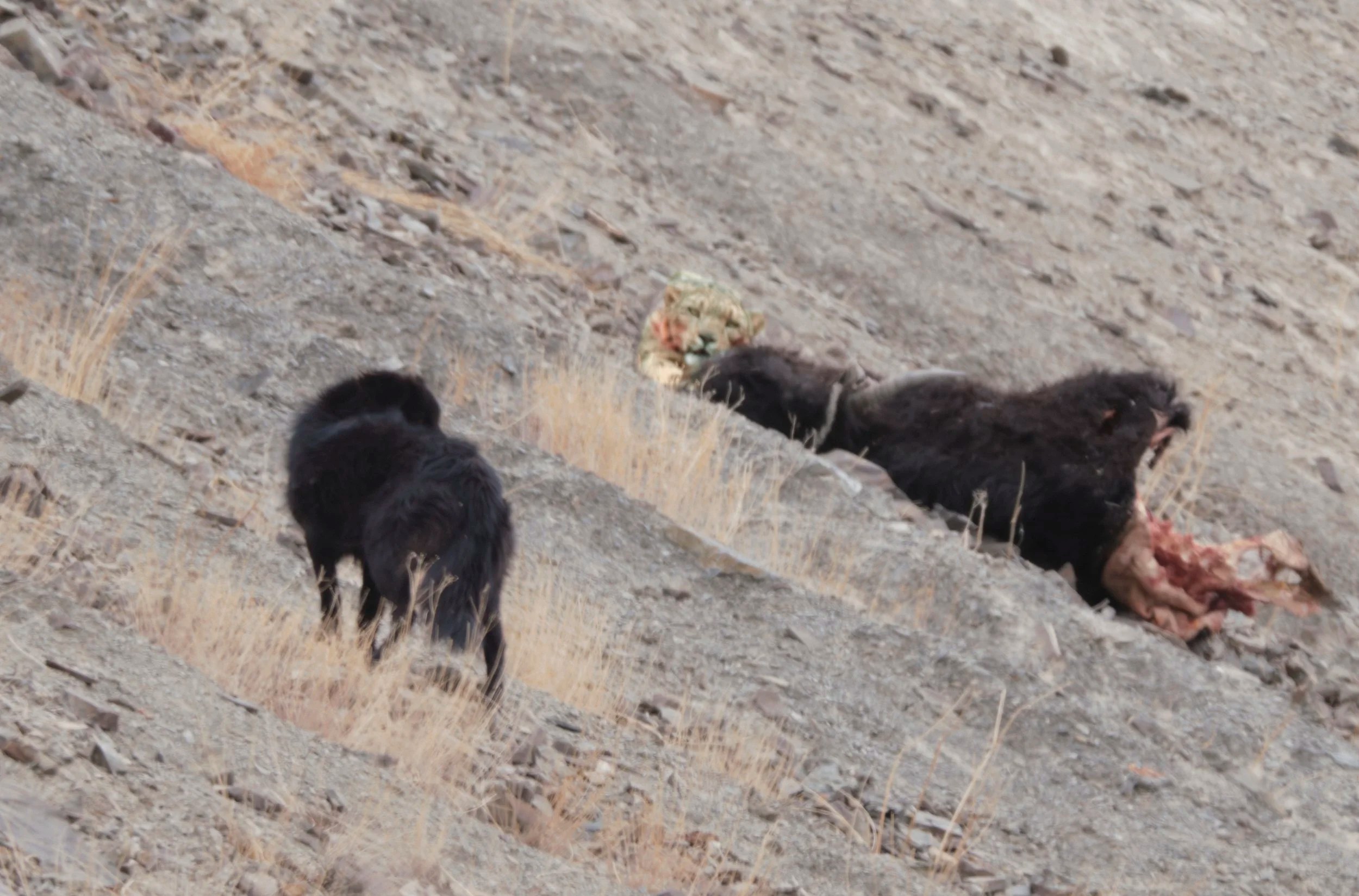  Scavenger standoff from 400+ metres. My lens is at 1200mm but really difficult to get a good clean shot from almost half a kilometre away. 