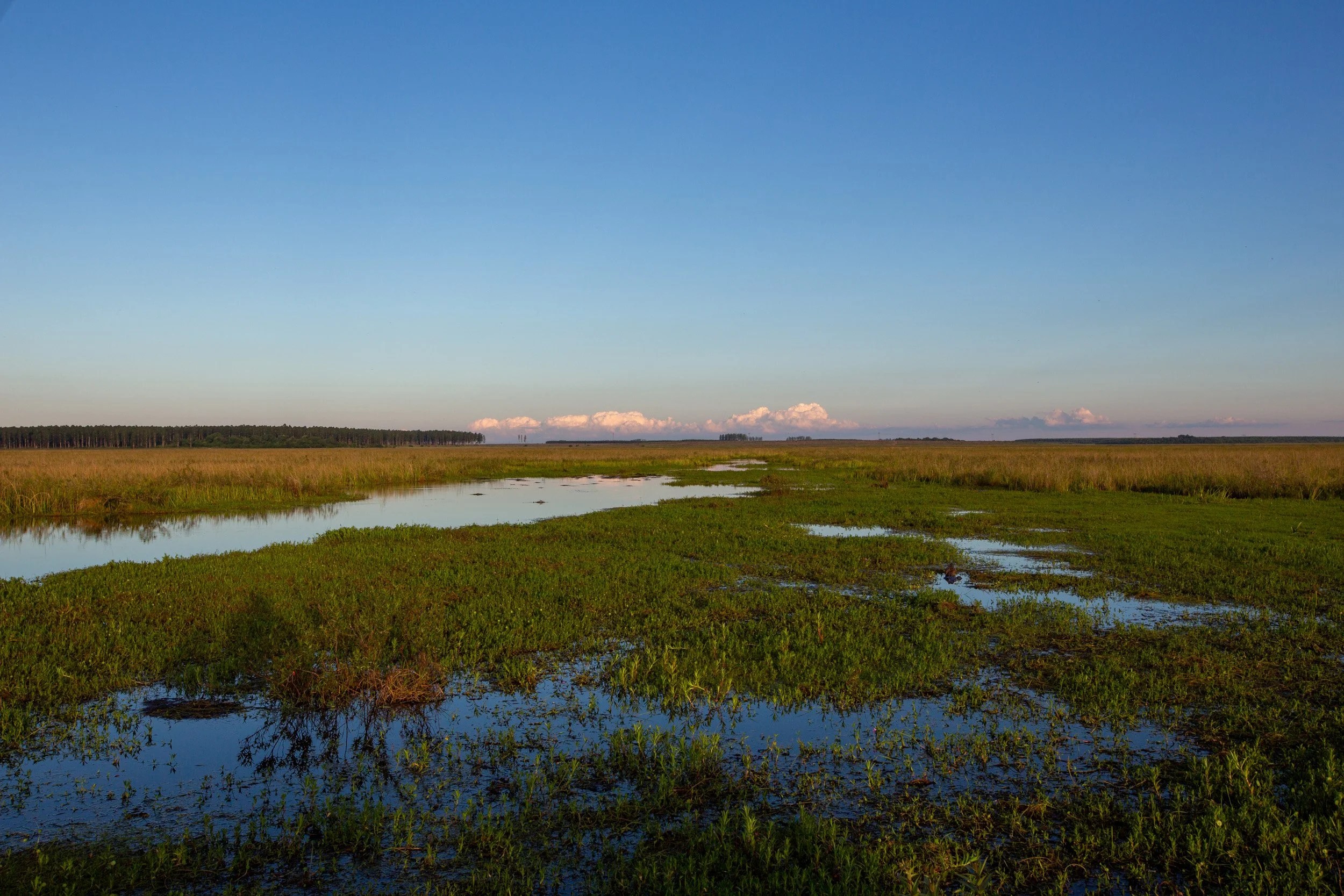  Argentinian wetlands, my working proxy for the Pantanal 