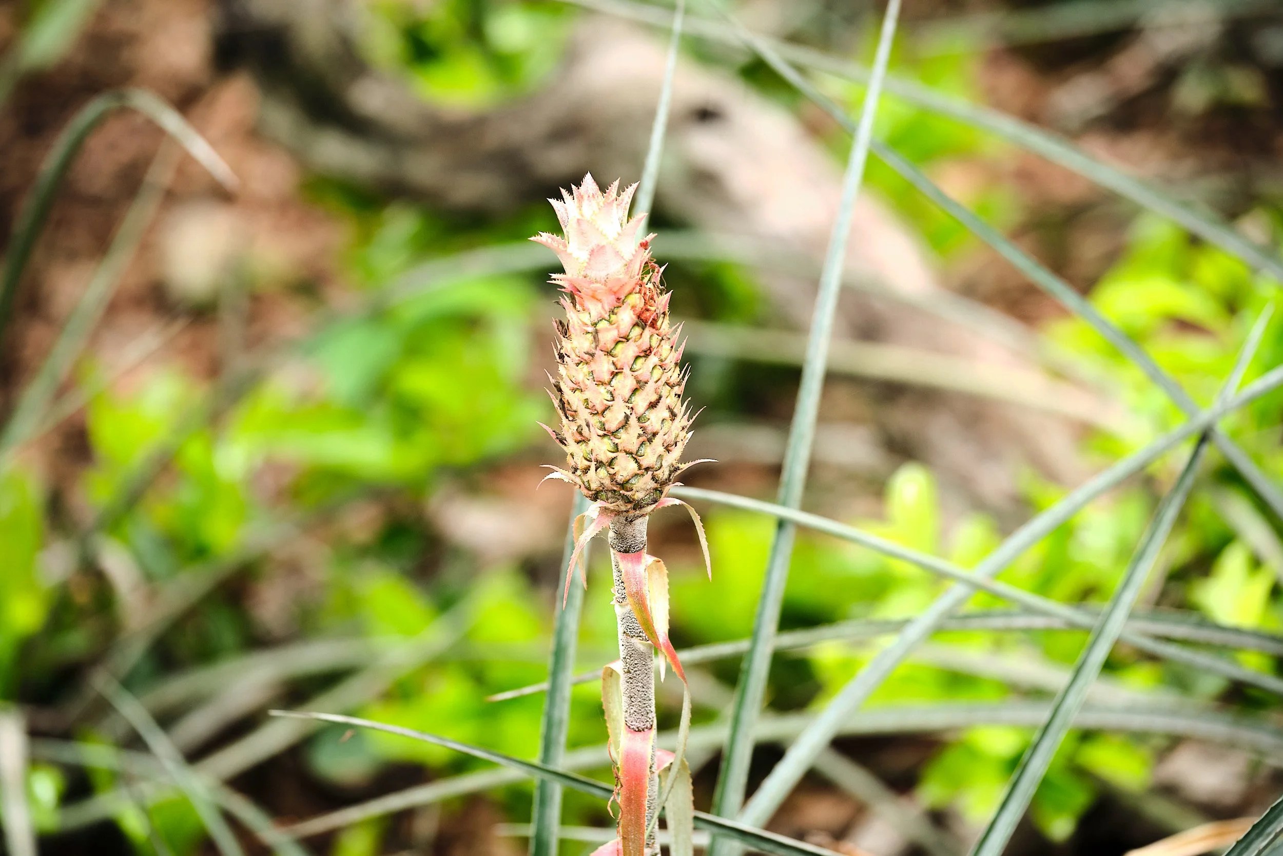  Wild pineapple, about the size of my thumb, Buraco das Araras 