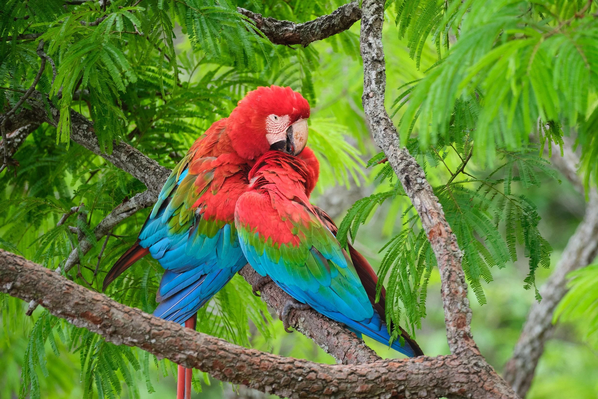  Green and Red Macaw affection 