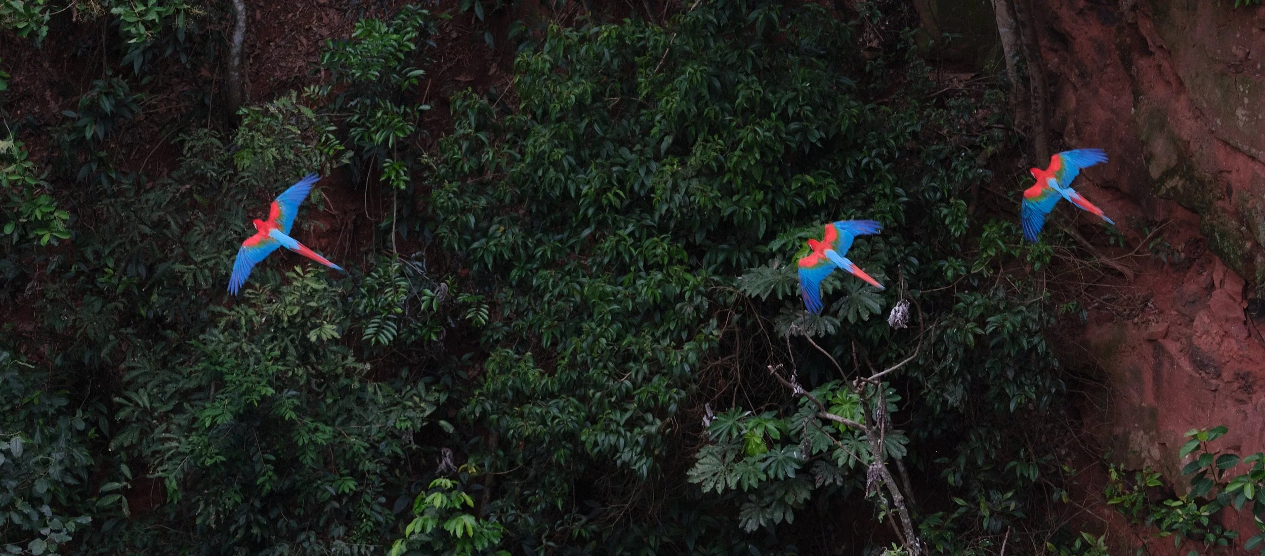  Red and Green Macaws, Buraco das Araras 