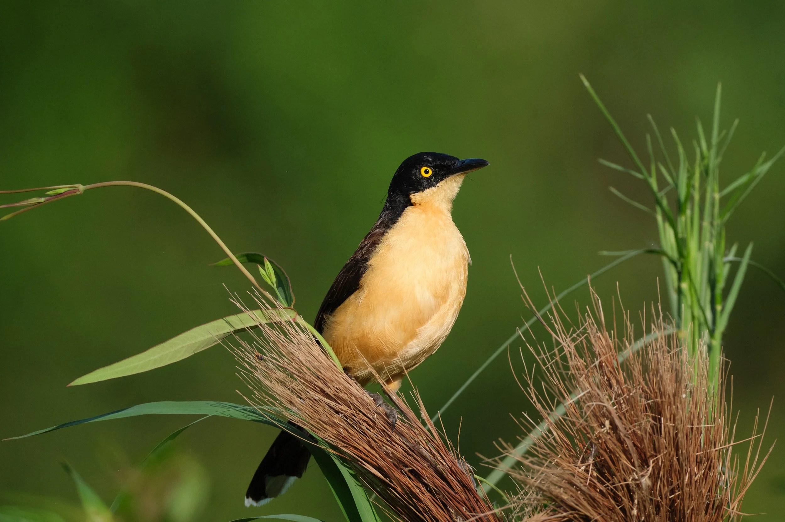  Common Tody-flycatcher. Nothing particularly special about him but I love his name and he is stunning. 