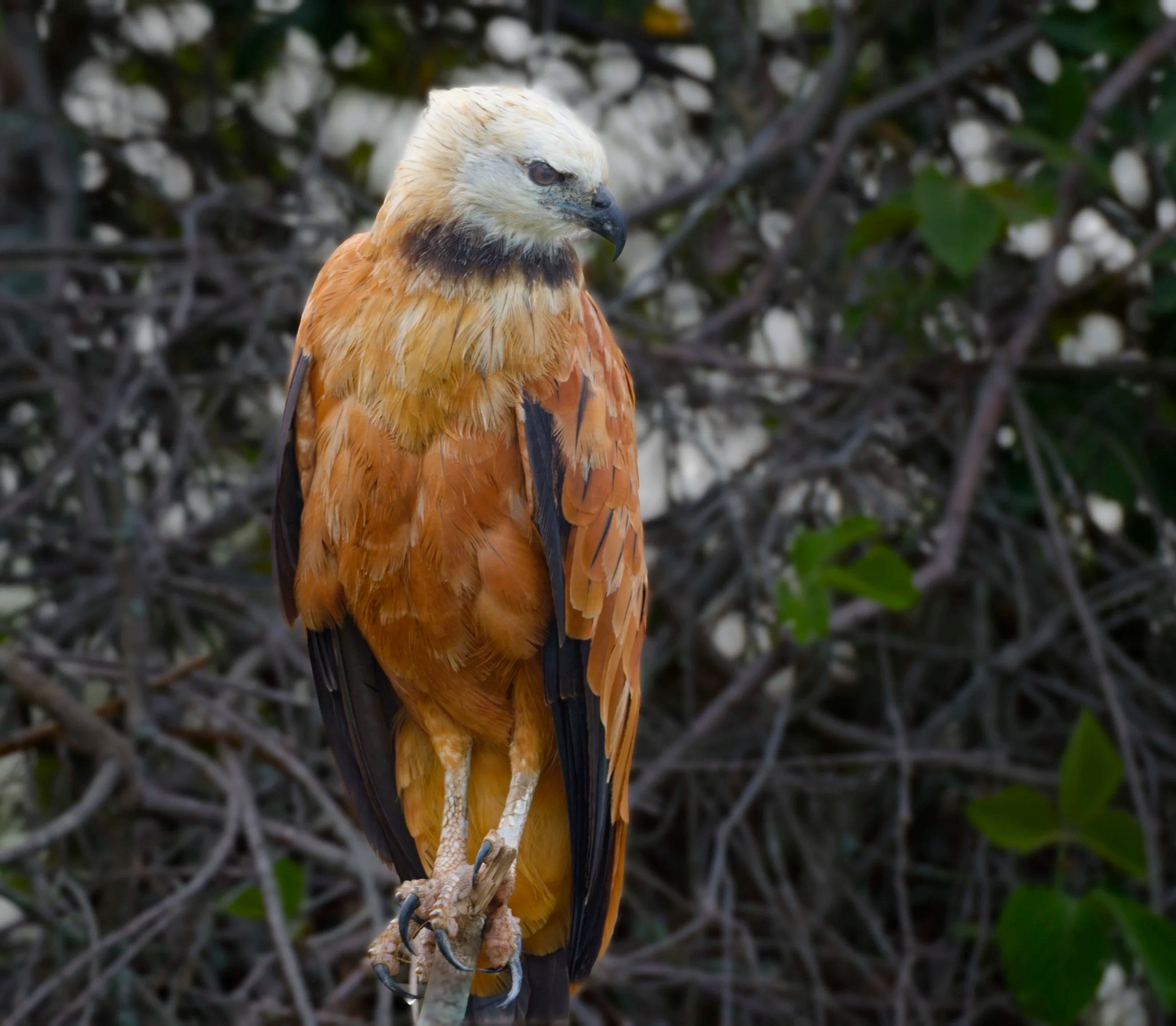  Black-collared Hawk 