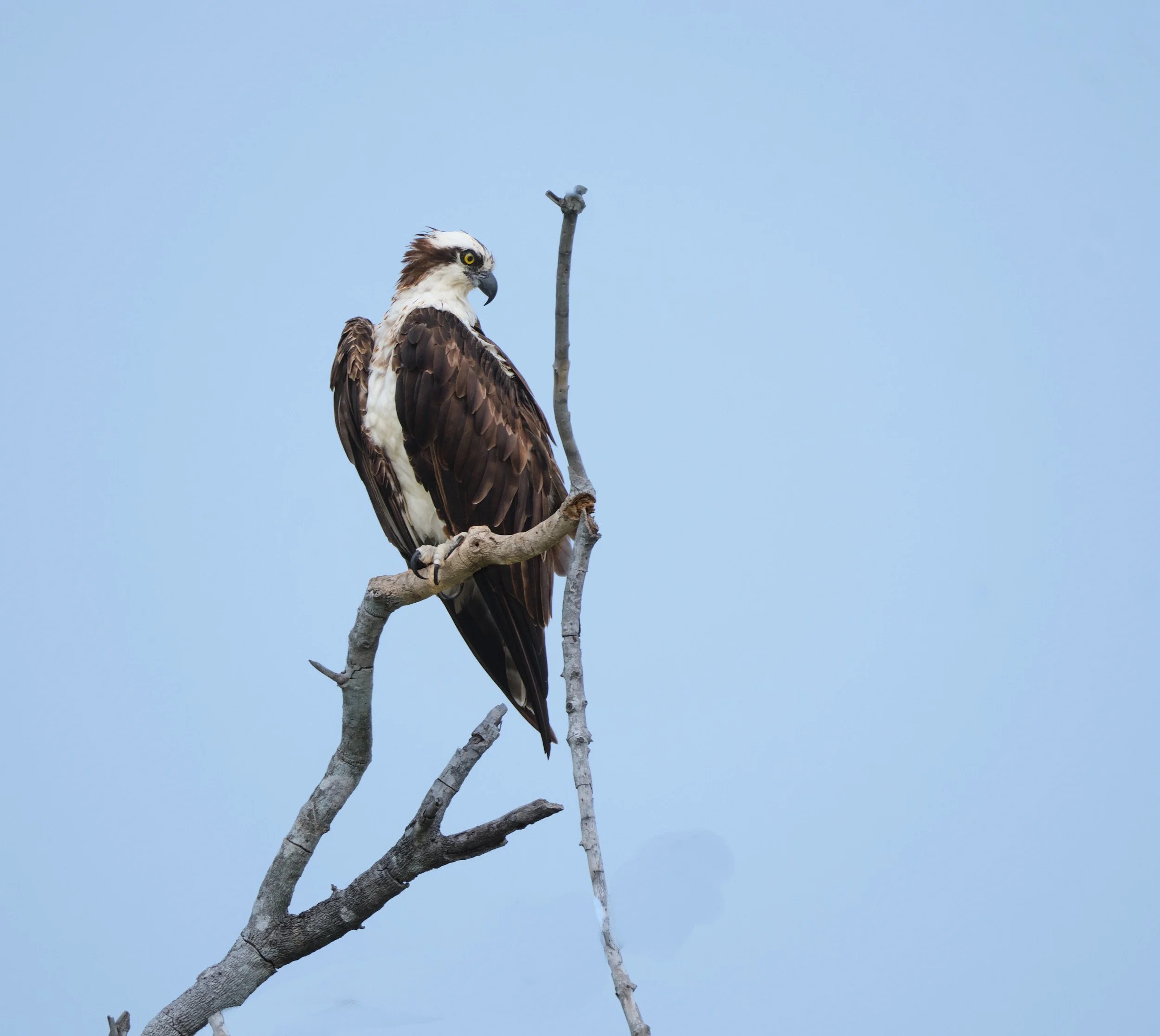  Osprey. There are no native fish hawks or eagles in the region. The Osprey is an annual migrant 