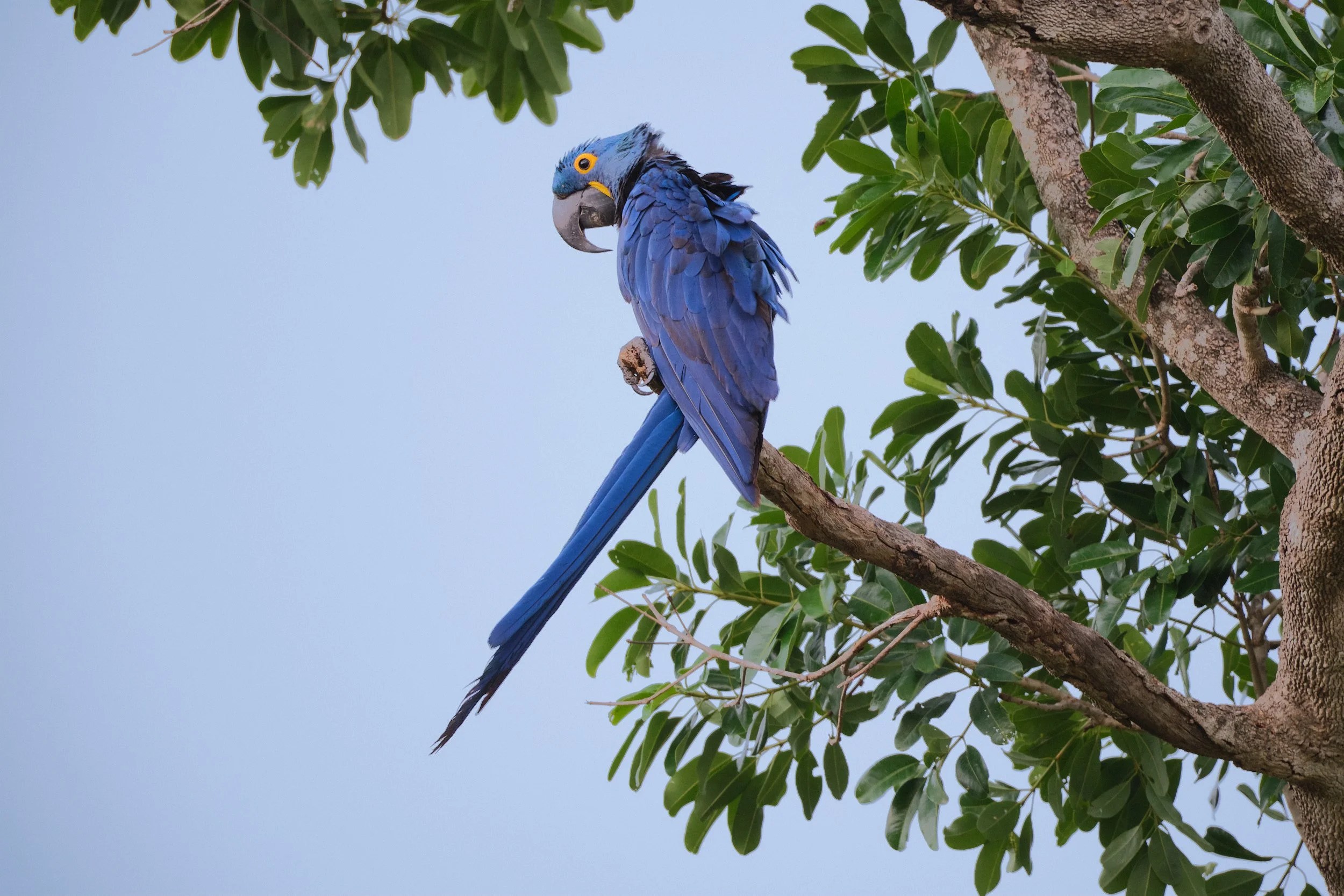  Hyacinth Macaw, looking elegant. 