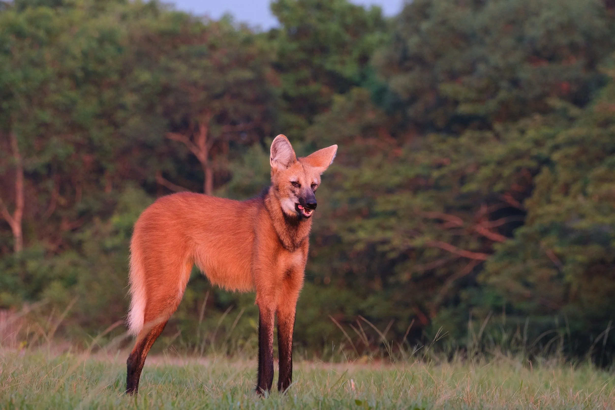  Maned Wolf 