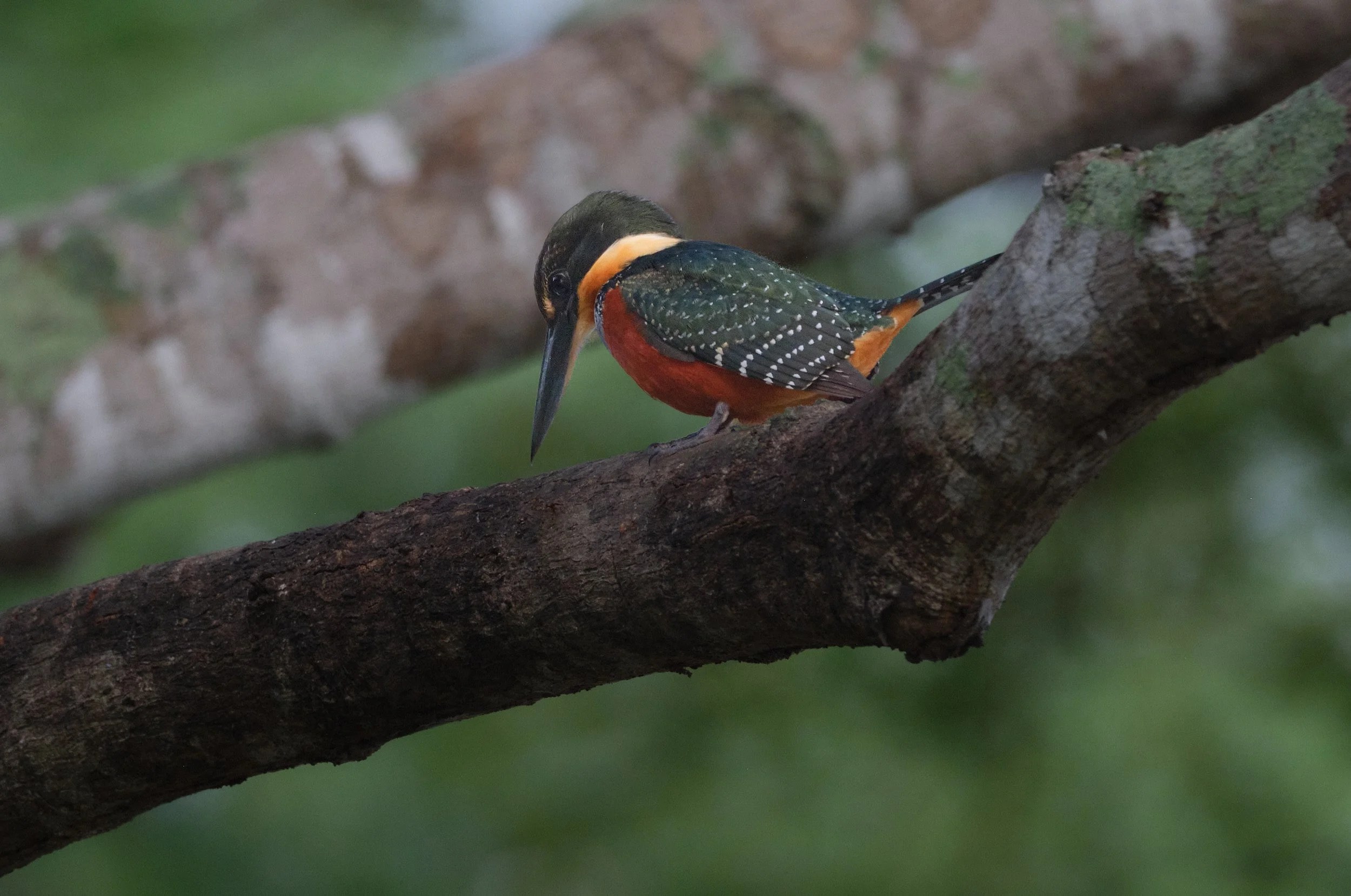  Green-and-rufous Kingfisher 
