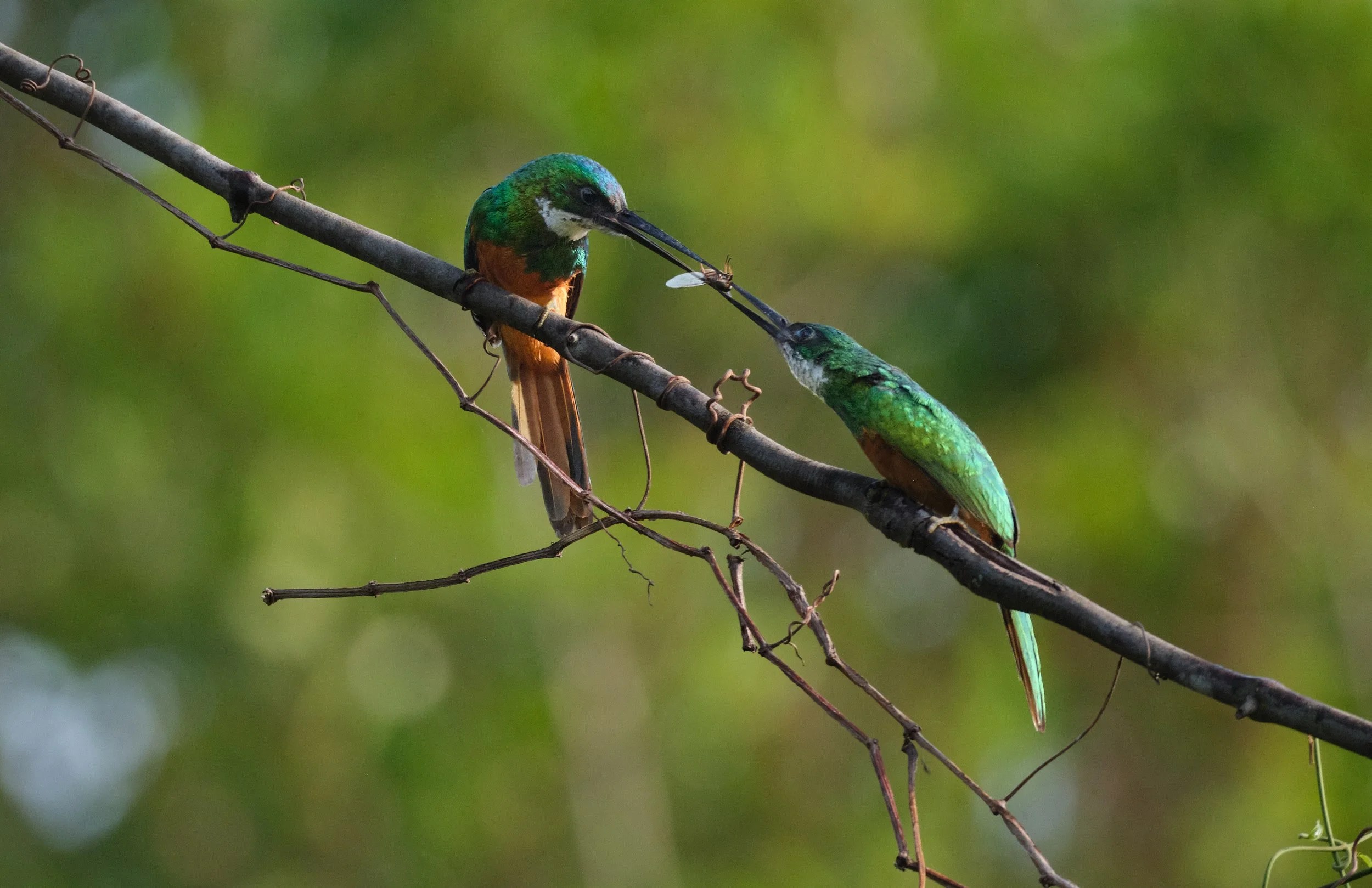  A male Rufous-tailed Jacamar giving his mate a love offering. A behaviour rarely observed, and even less frequently photographed. A very lucky shot. 