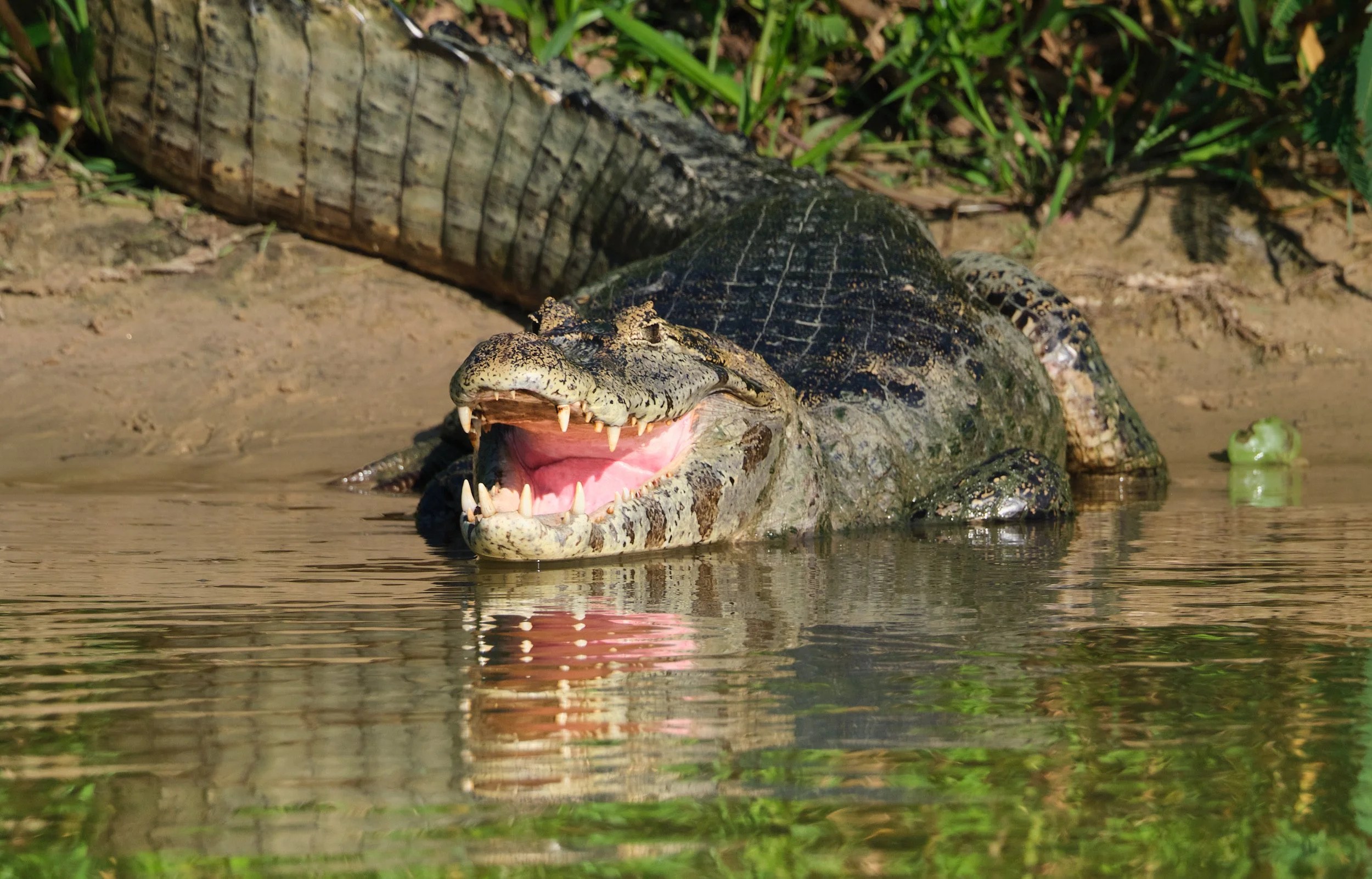  A cayman, the jaguars’ favourite prey. 
