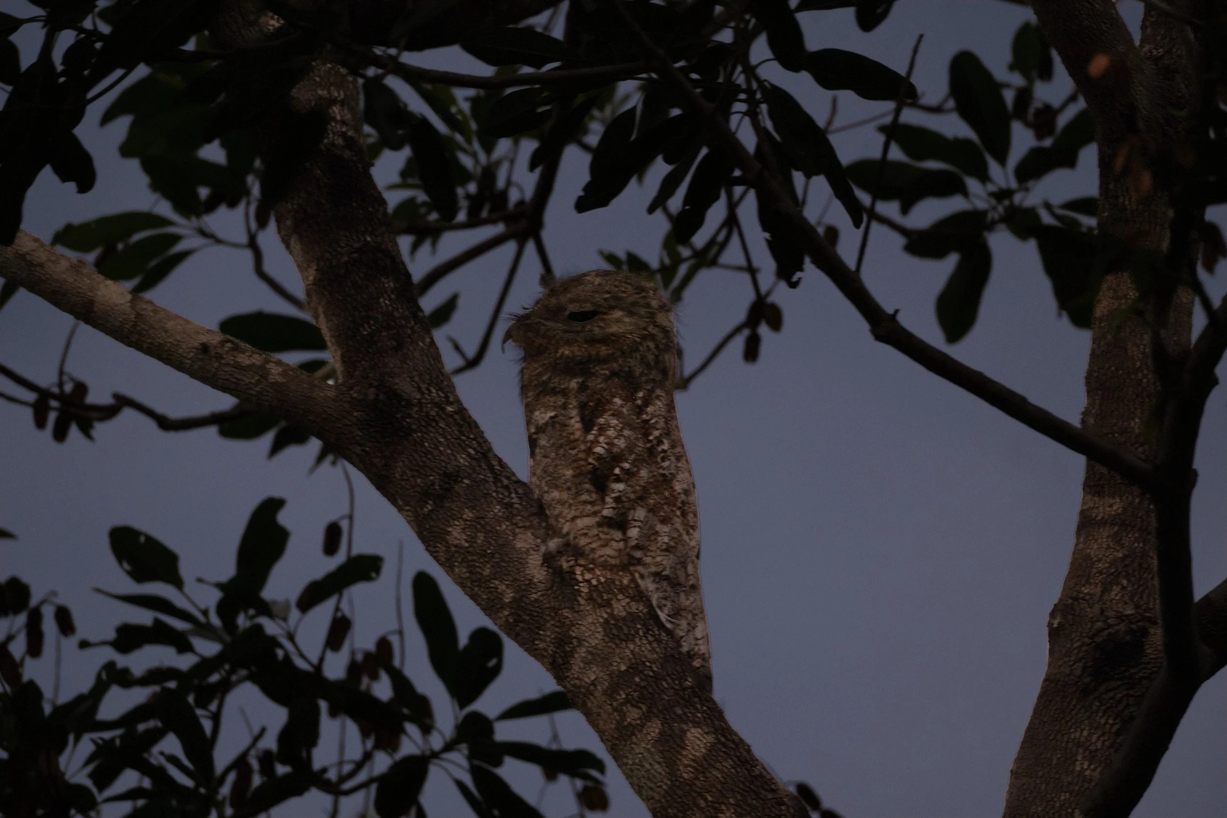  A Great Potoo at dusk, disguised, he believes, as a tree branch 