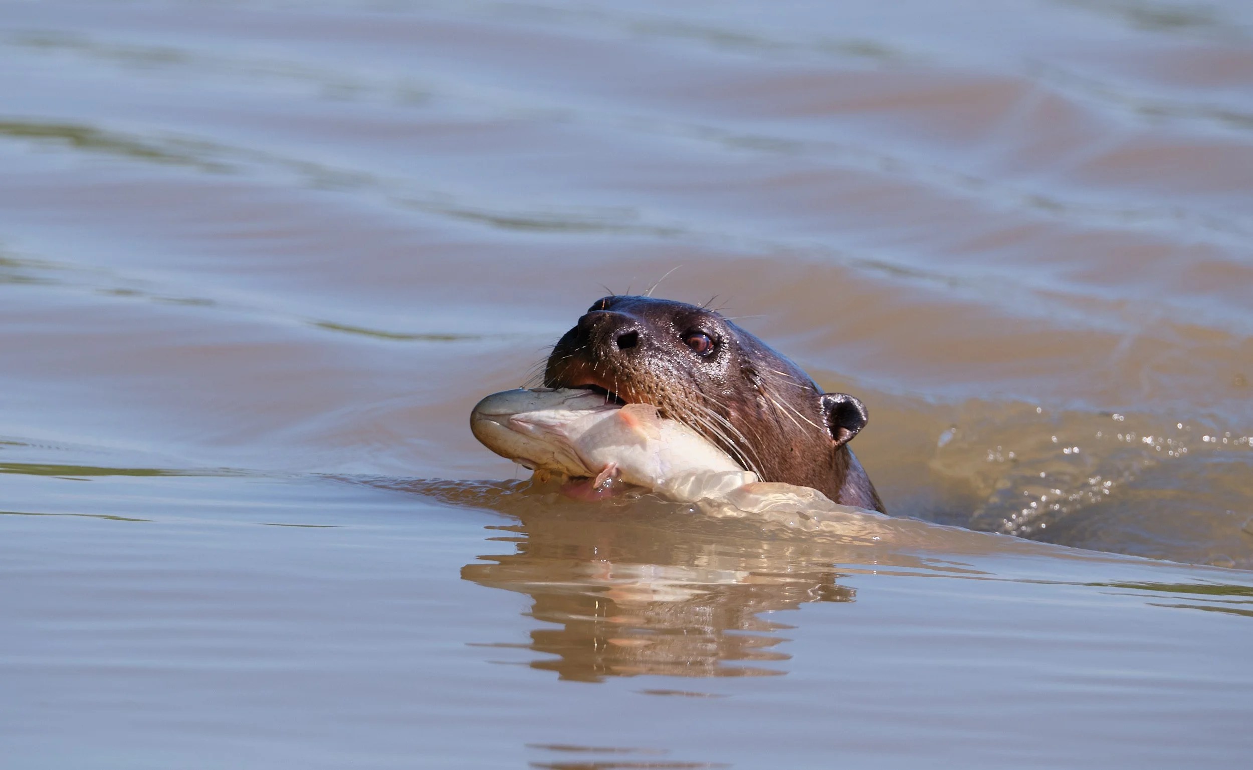  A change of pace from jaguars. Giant otter with a just-caught fish. They swim so easily but at such speed that they create a bow wave. The water behind him is several inches lower than the wave that he is creating in front. 