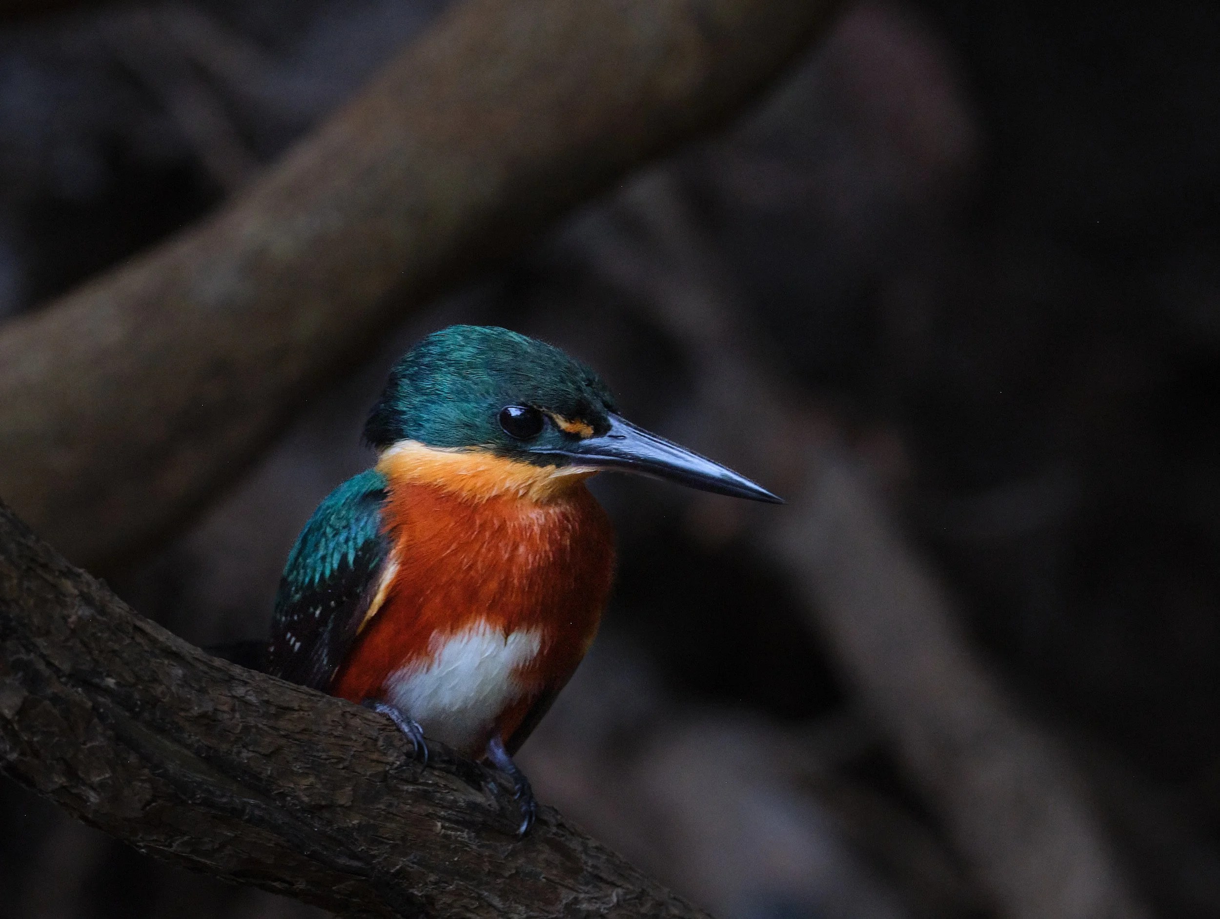  American Pygmy-kingfisher 
