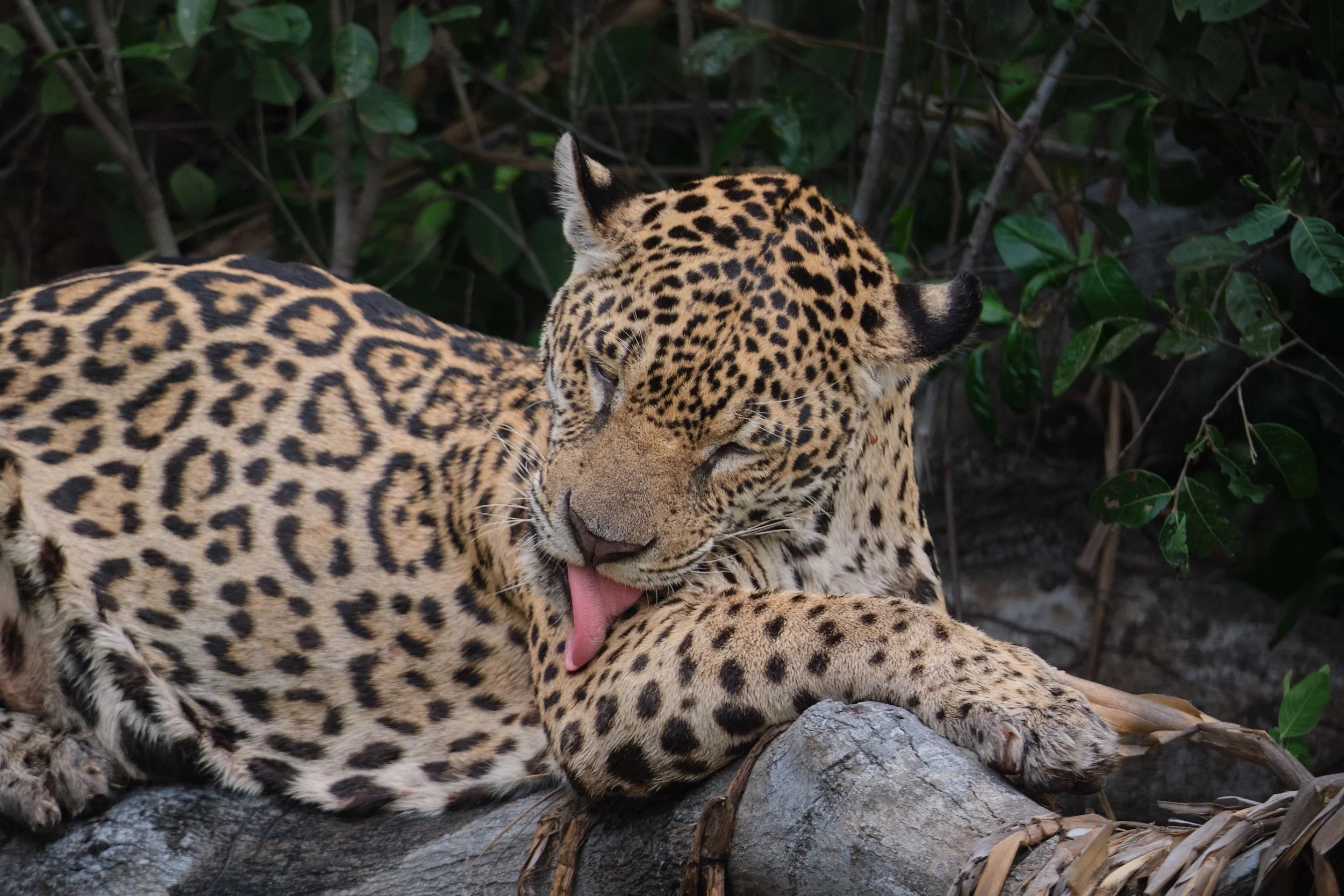  A reminder that, at their core, they are all just cats 