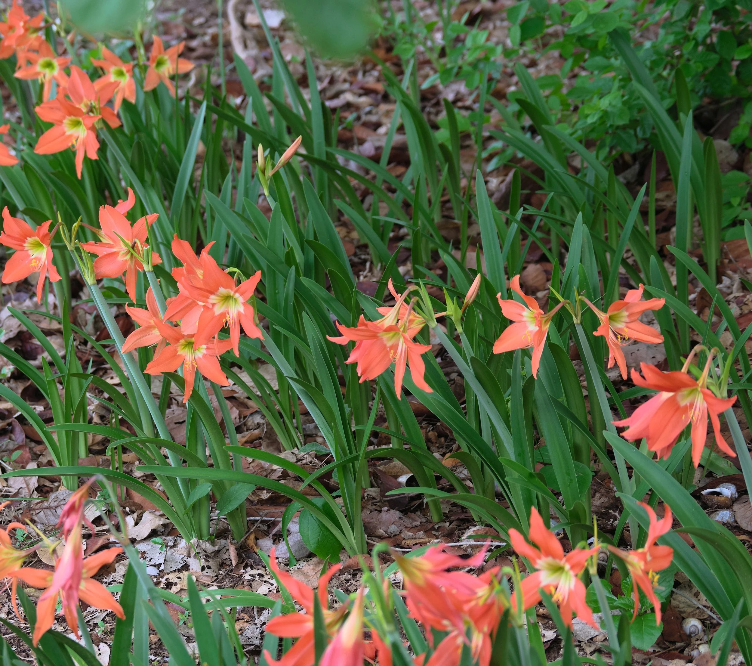  Wild Amaryllis, the progenitor of all our domestic varieties 